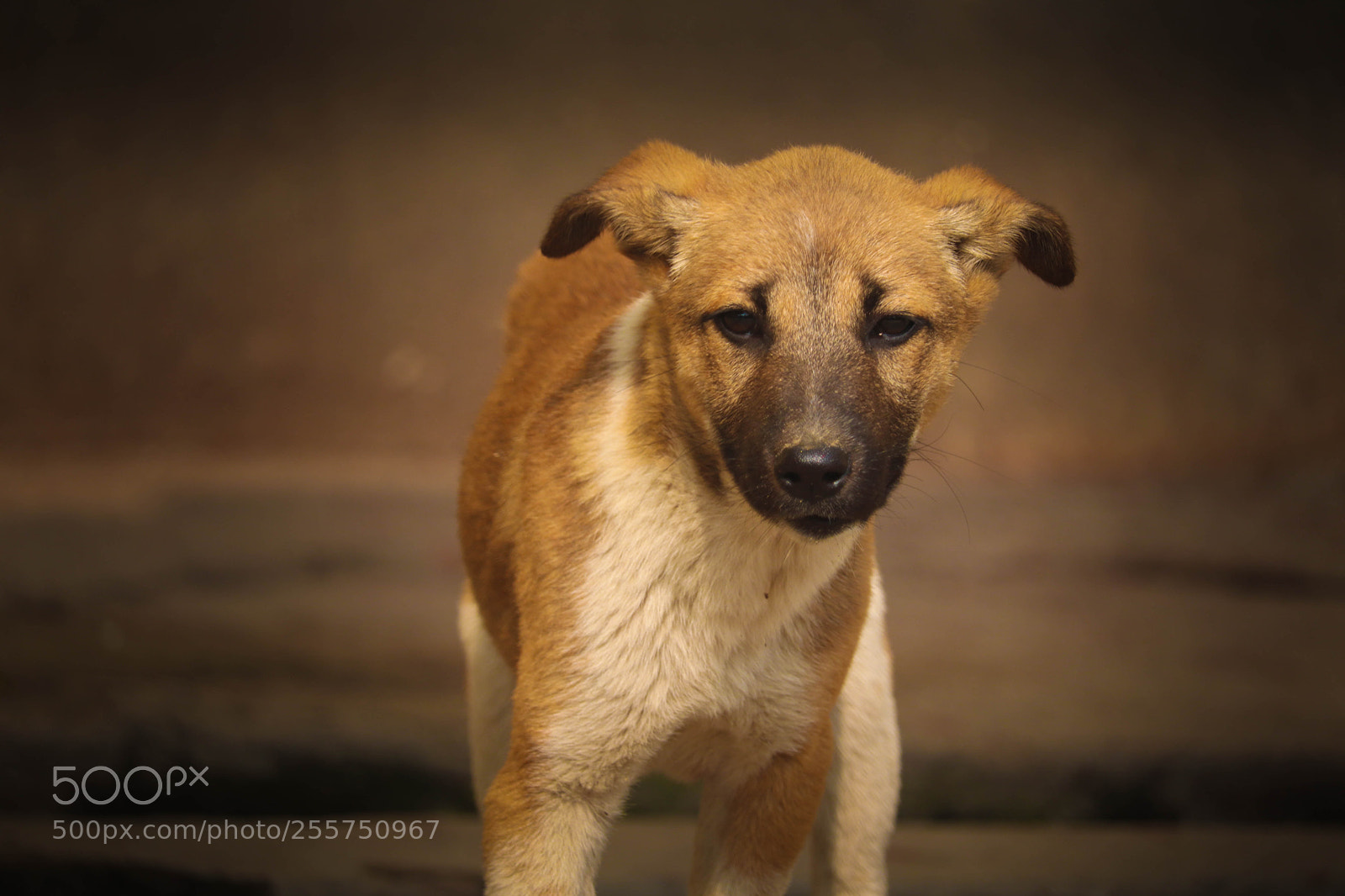 Canon EOS 77D (EOS 9000D / EOS 770D) sample photo. Untitled photography