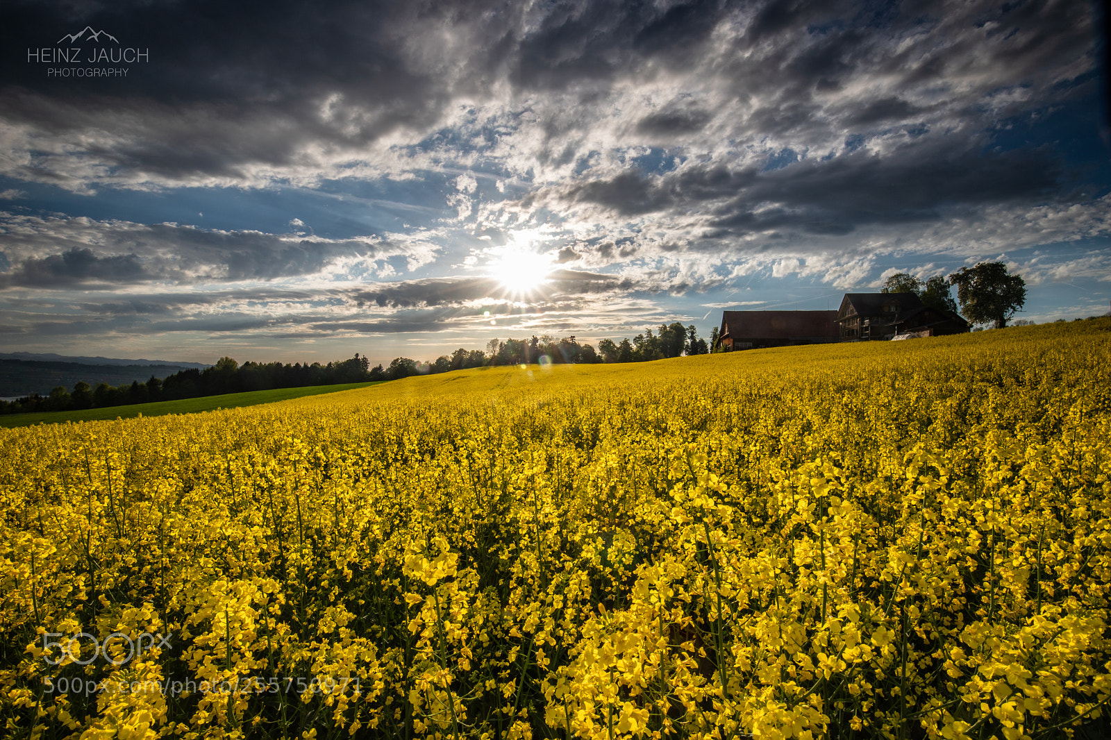 Canon EOS 6D Mark II sample photo. Yellow farm photography