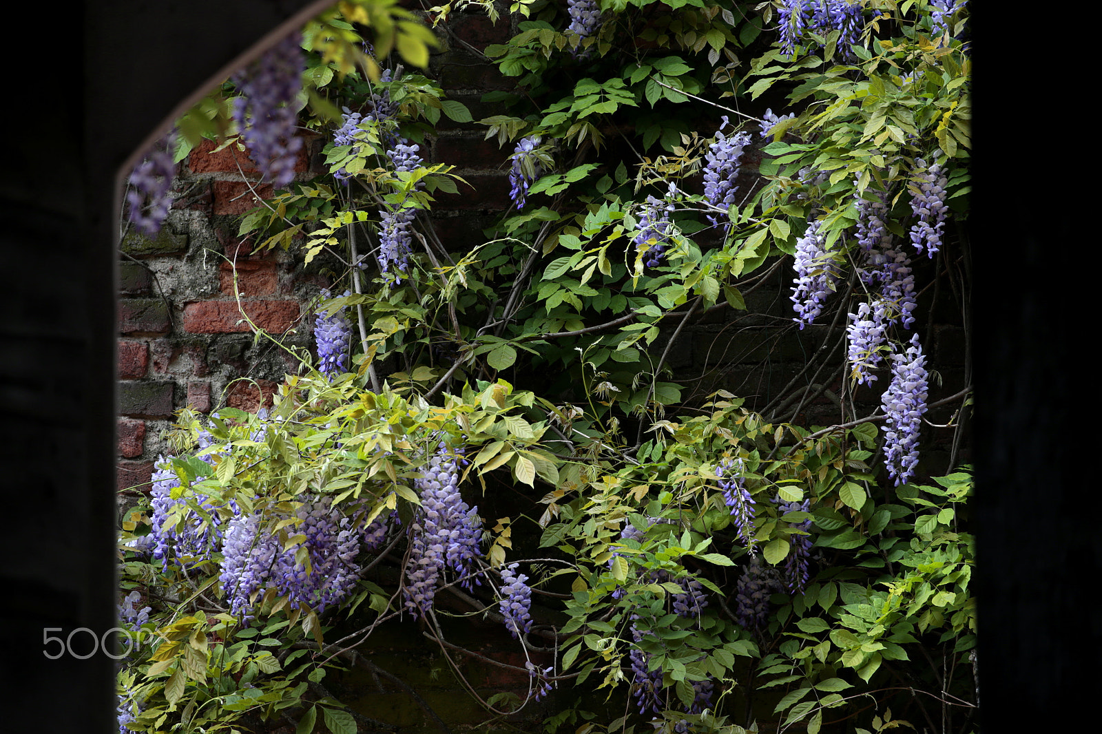 Canon EOS-1D X sample photo. Secret garden photography