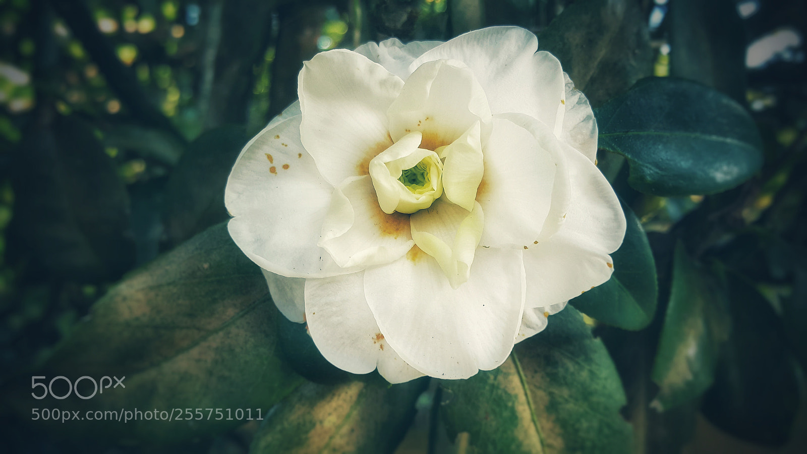 Samsung Galaxy Note4 sample photo. Untitled photography