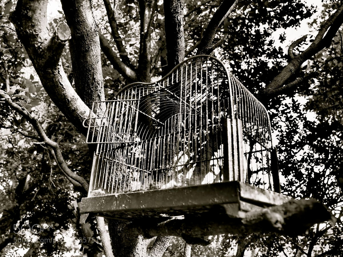 Olympus OM-D E-M5 II sample photo. La cage dans les photography