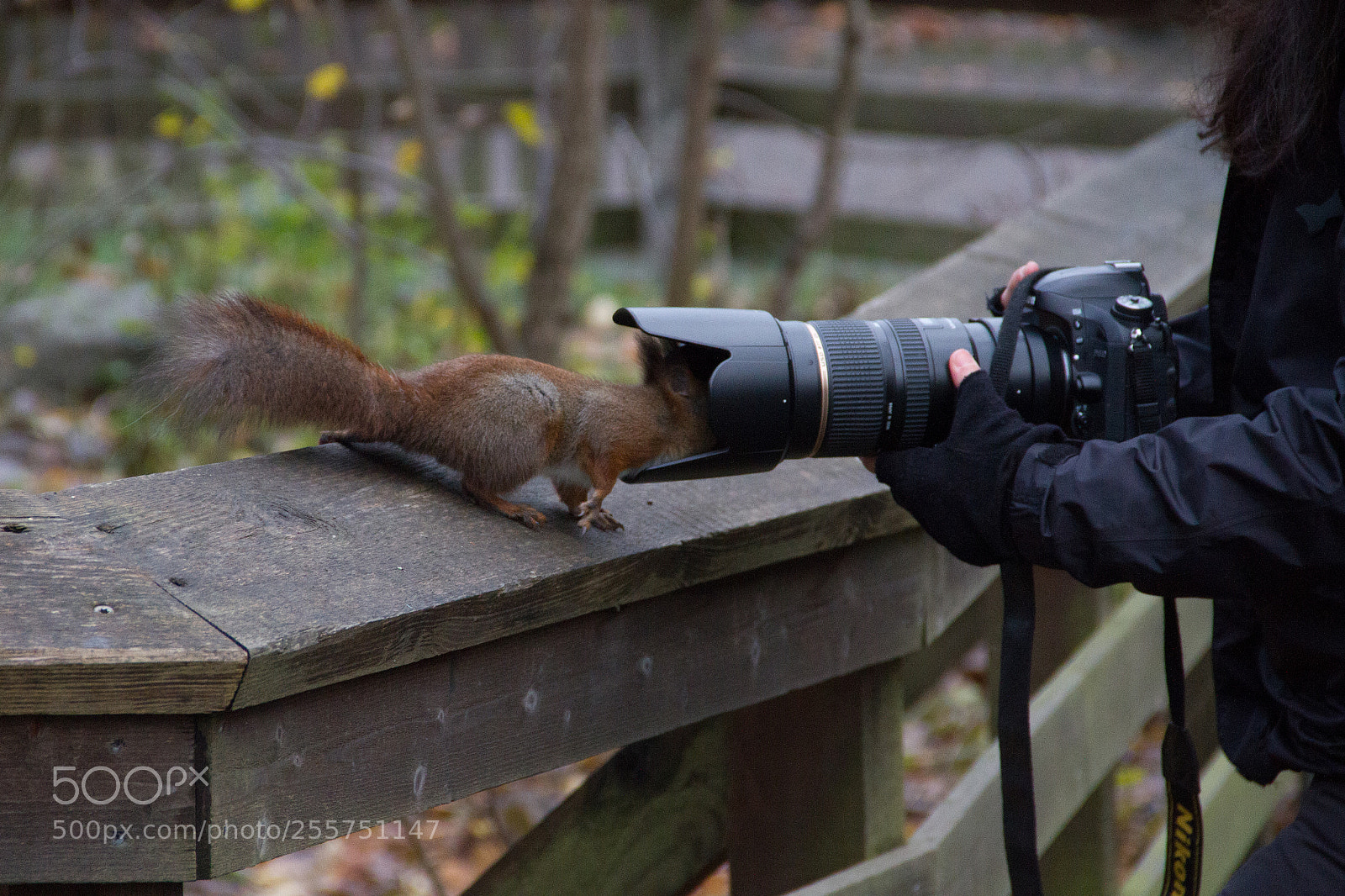 Canon EOS 7D sample photo. Squirrel in skansen photography