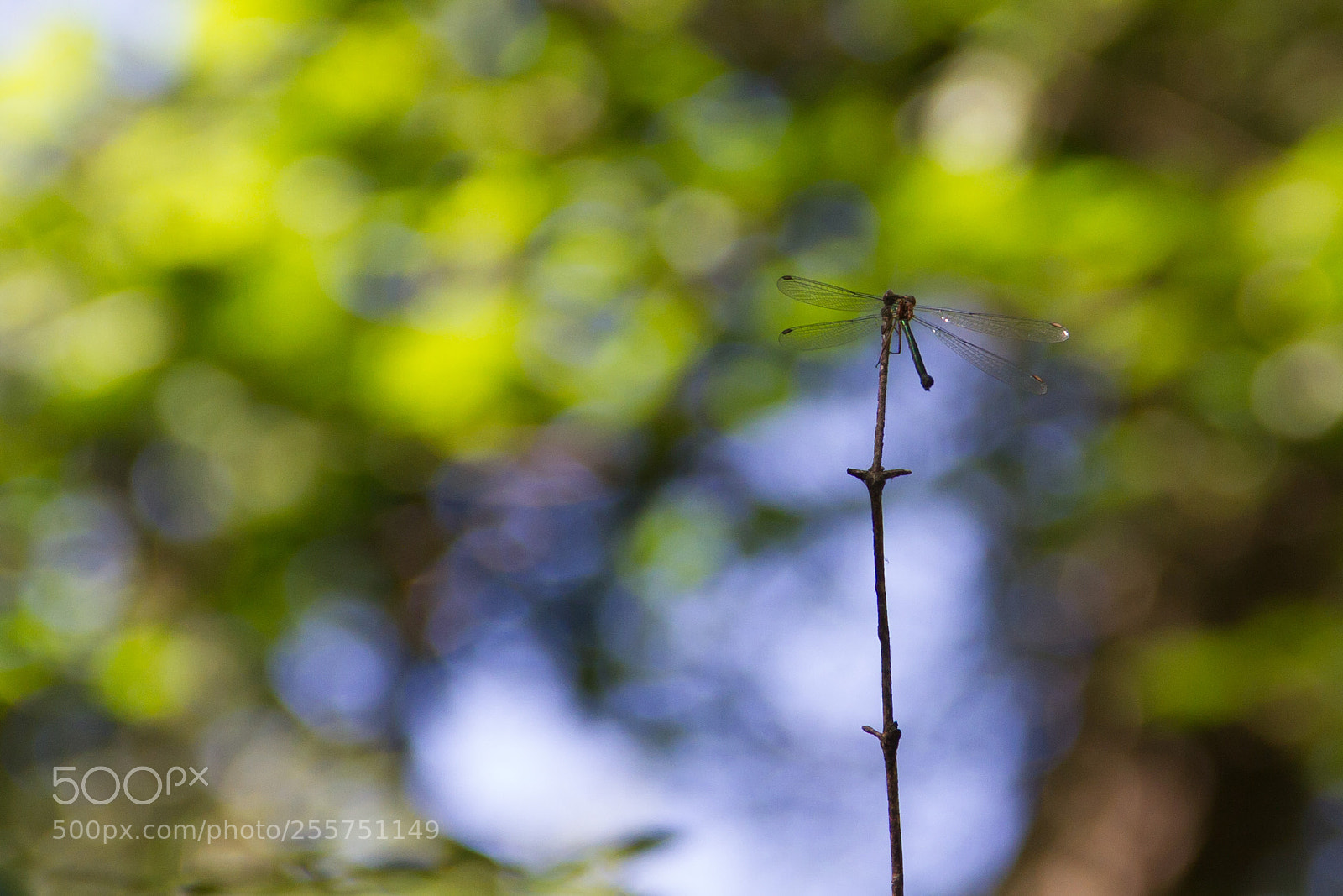 Canon EOS 7D sample photo. Dragonfly in petřín photography
