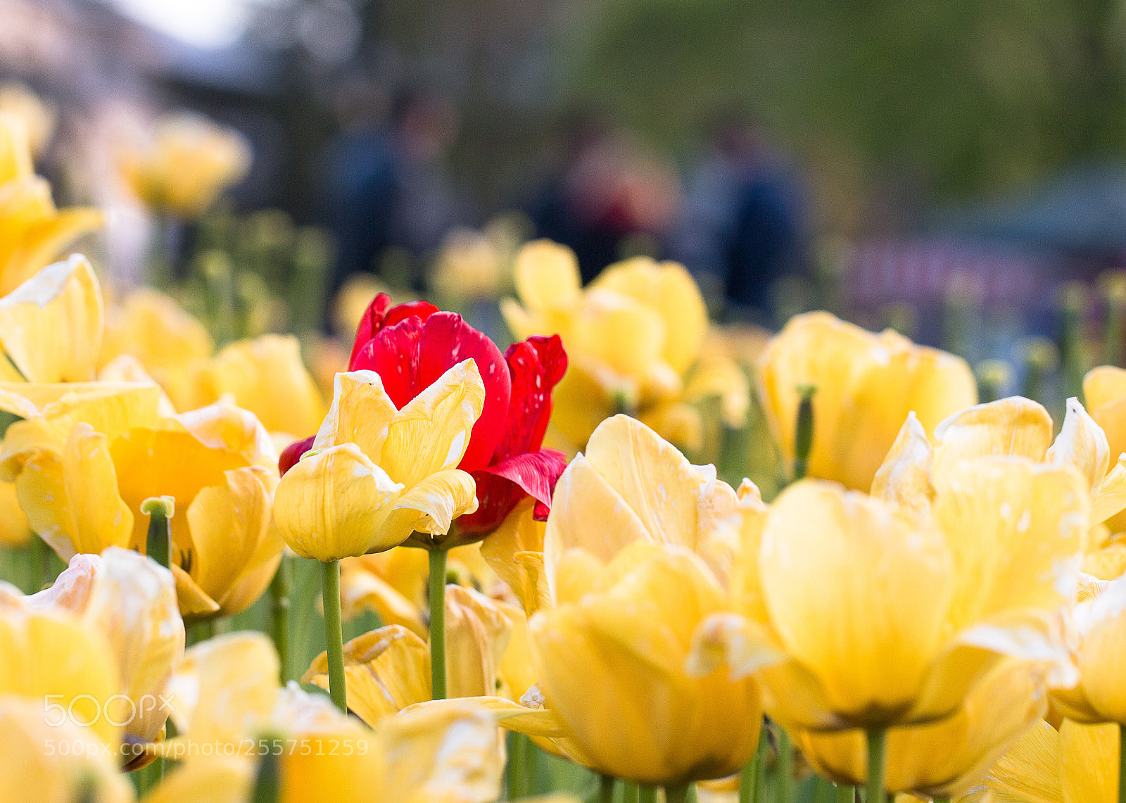 Canon EOS 70D sample photo. Tulip gardeb photography