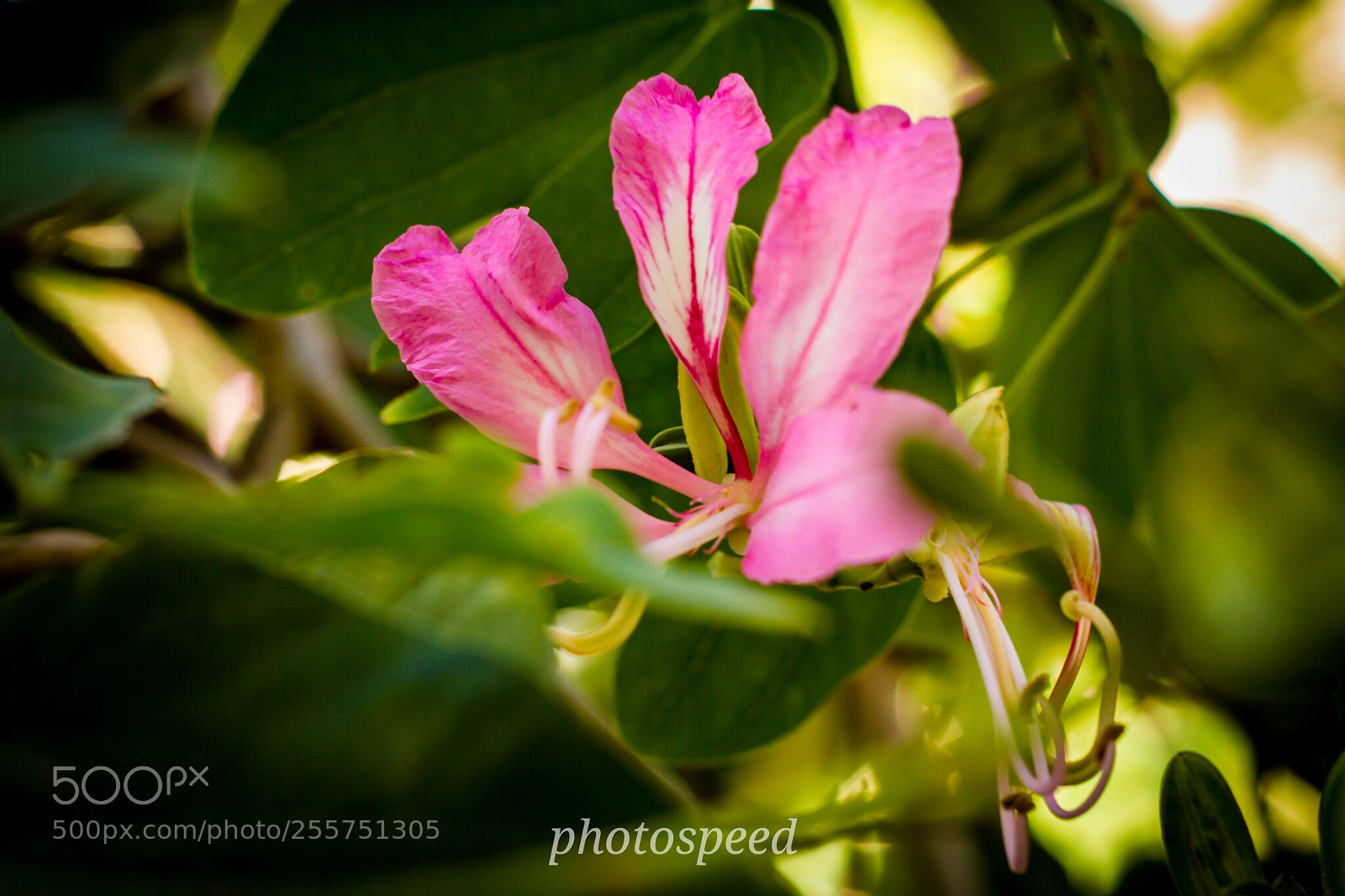 Canon EOS 7D sample photo. Untitled photography