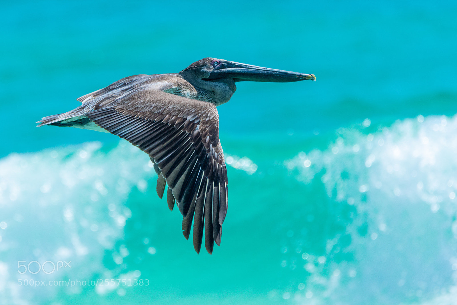 Nikon D500 sample photo. Pelican flying photography