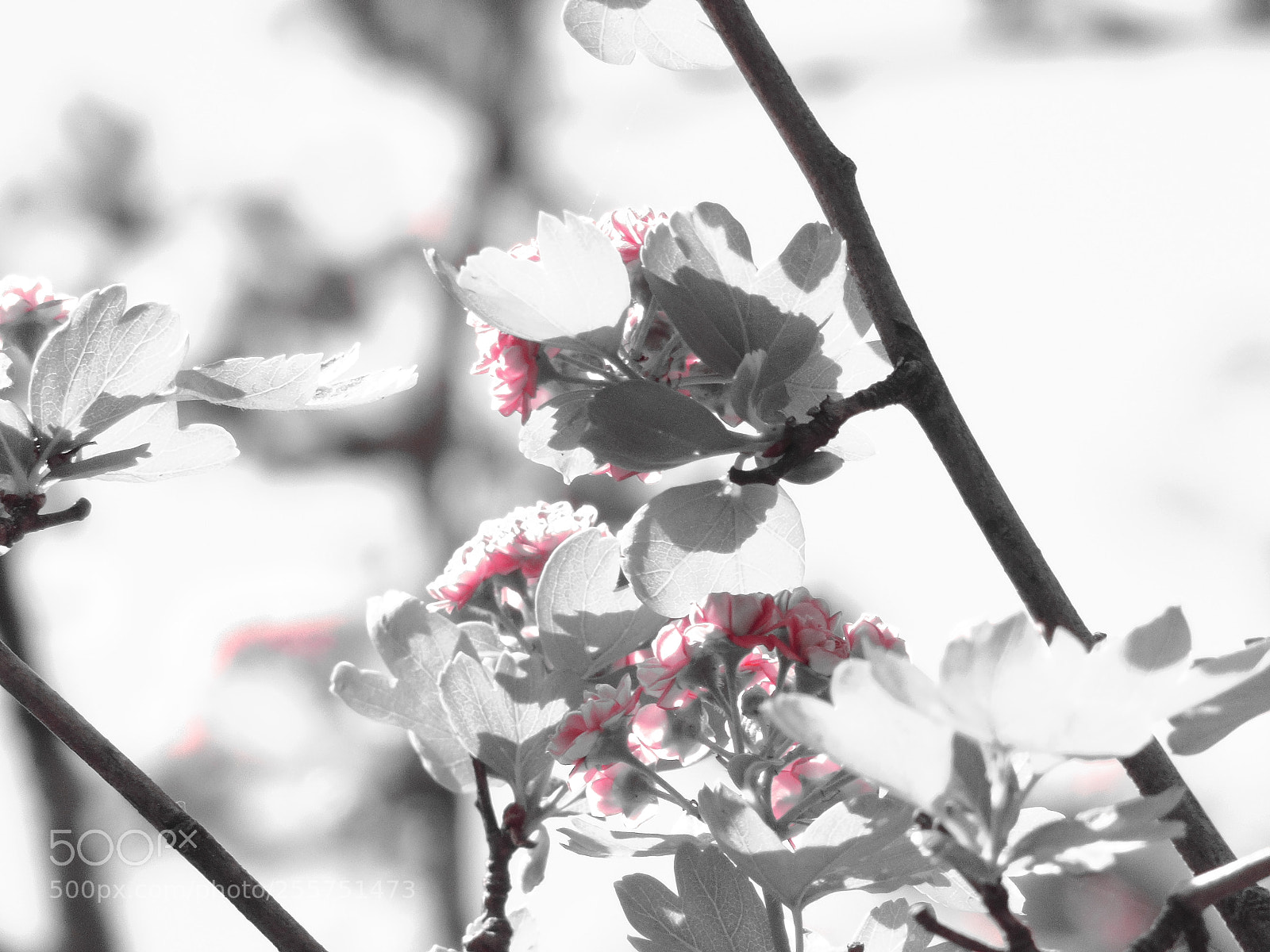 Sony Cyber-shot DSC-H400 sample photo. Untitled photography