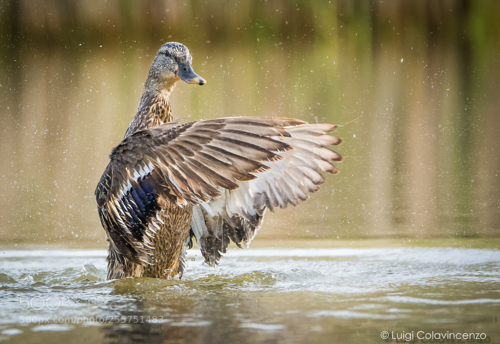 Nikon D7100 sample photo. Wings among the drops photography