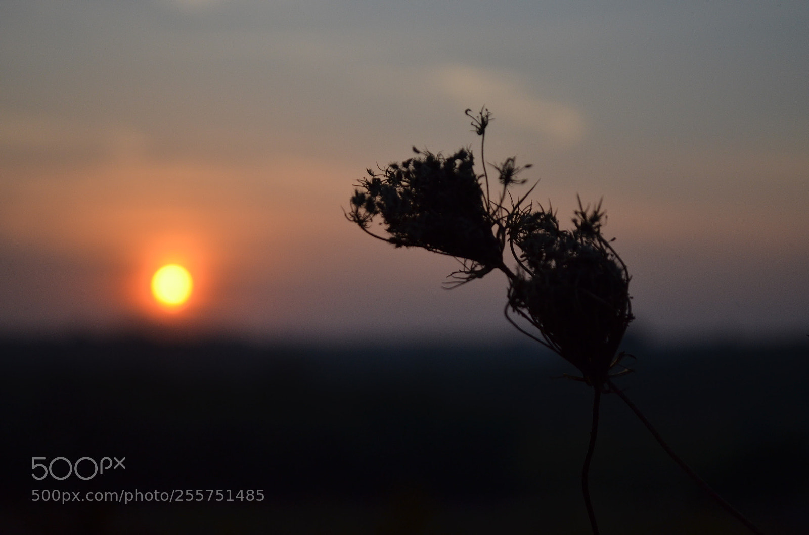 Nikon D5100 sample photo. Sunset flowers photography