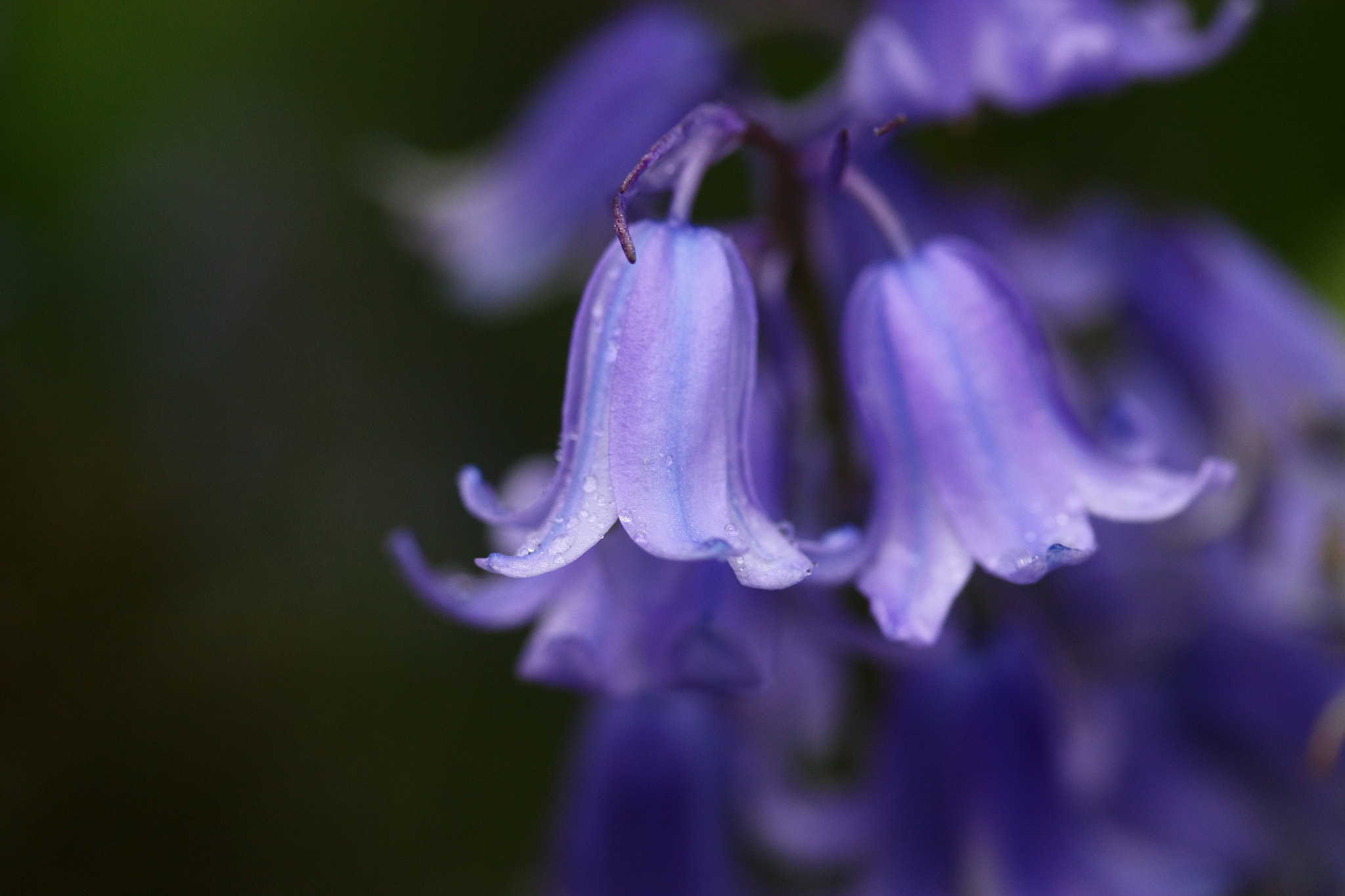 Canon EF-S 60mm F2.8 Macro USM sample photo. True blue photography
