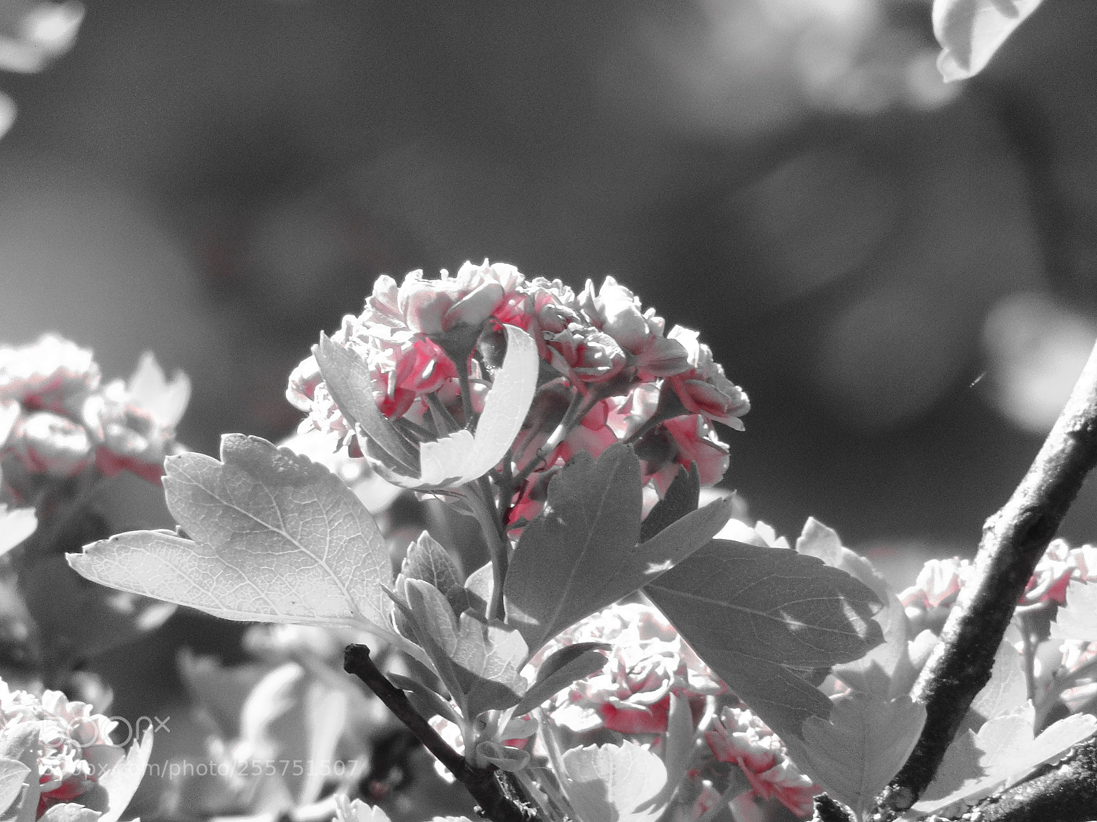 Sony Cyber-shot DSC-H400 sample photo. Untitled photography