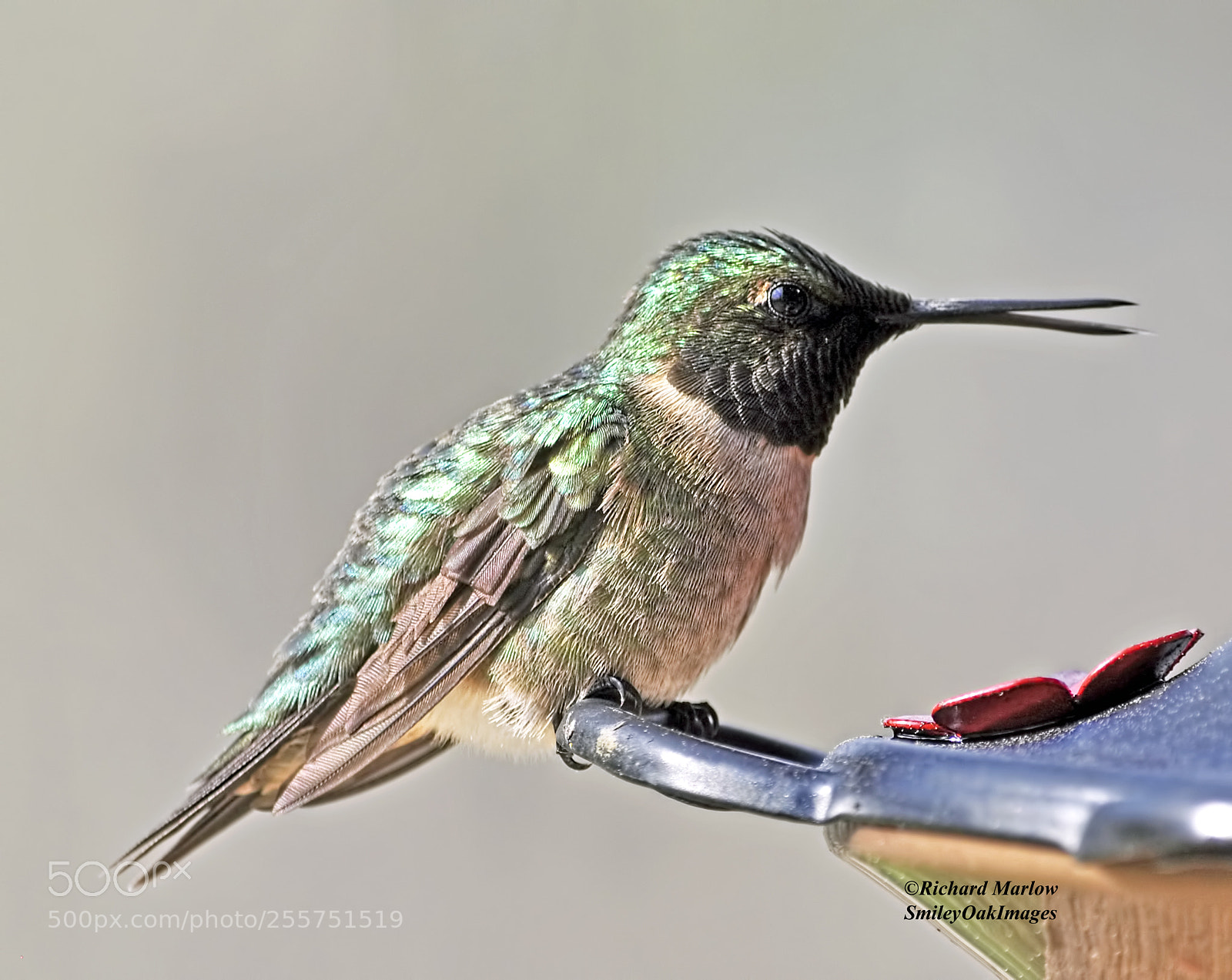 Nikon D5000 sample photo. Hummingbird photography