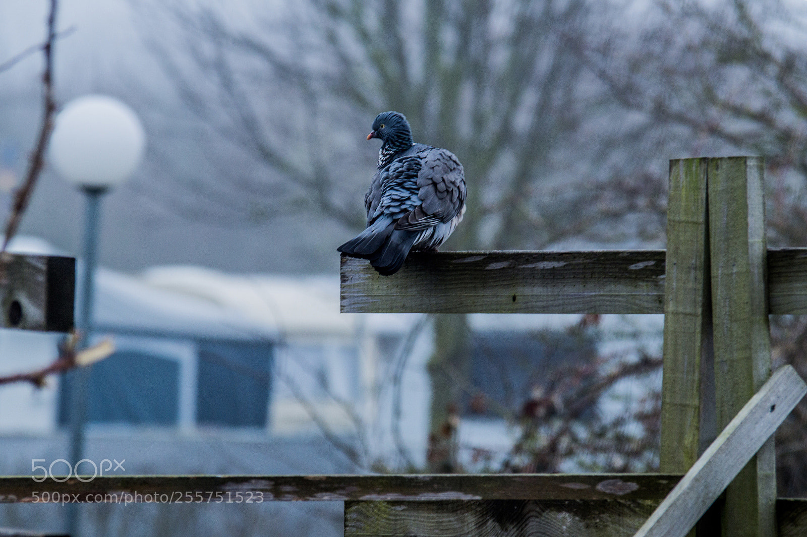 Sony SLT-A58 sample photo. Dove photography