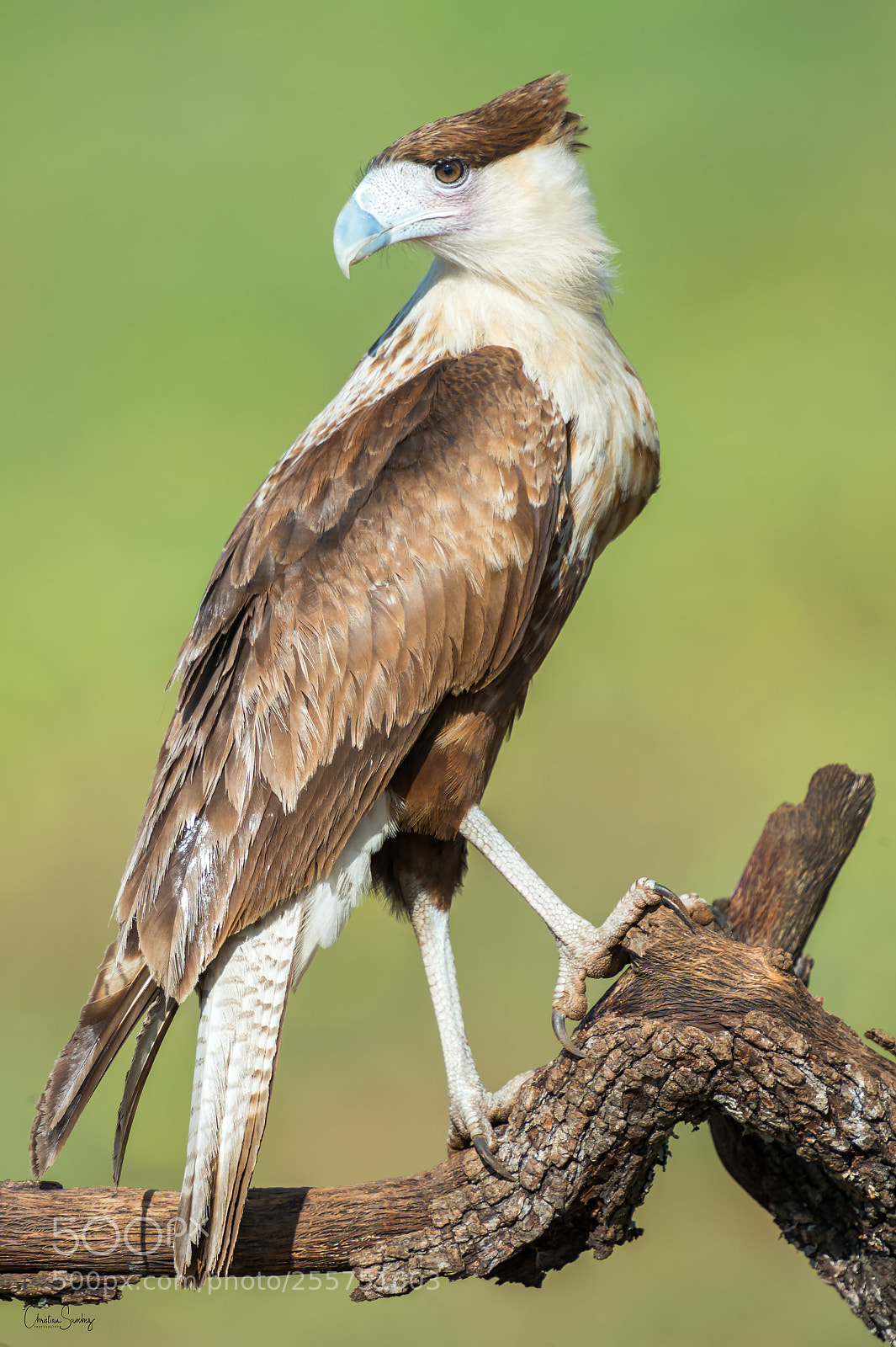 Nikon D4 sample photo. Crested caracara photography