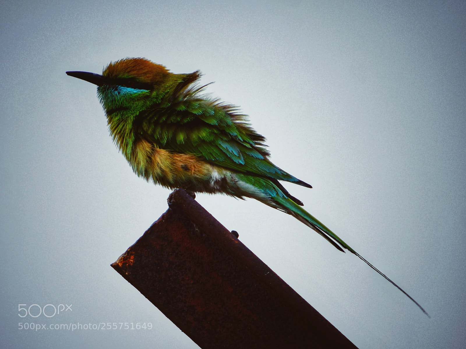 Nikon D3300 sample photo. Bee eater photography