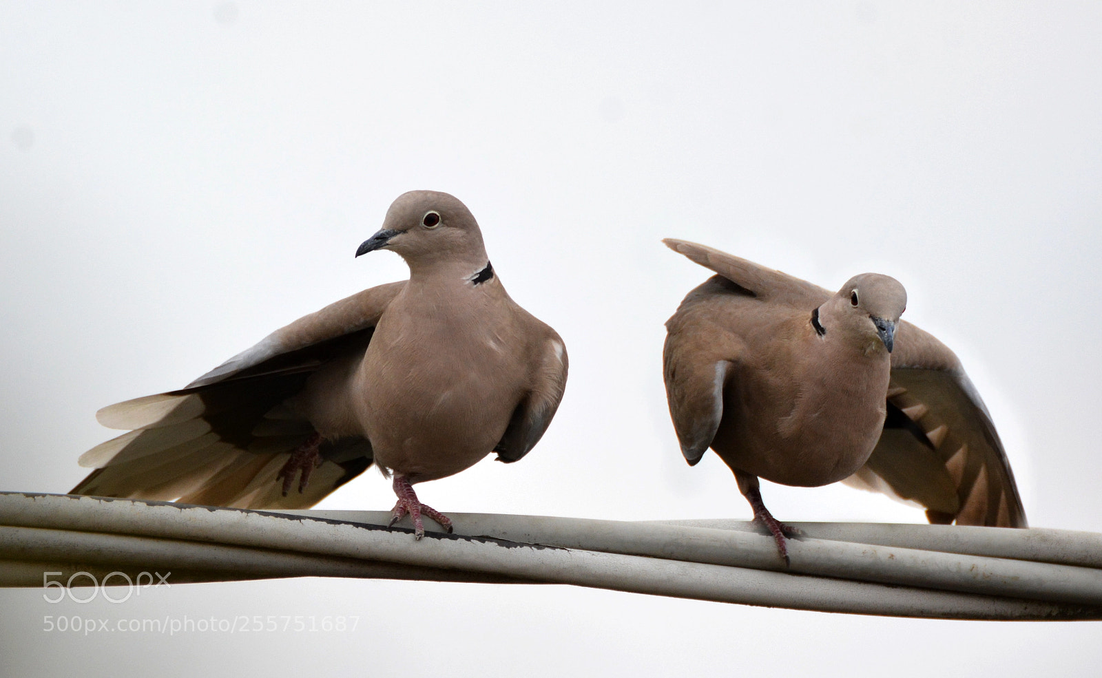 Nikon D7100 sample photo. Two wings, two legs photography