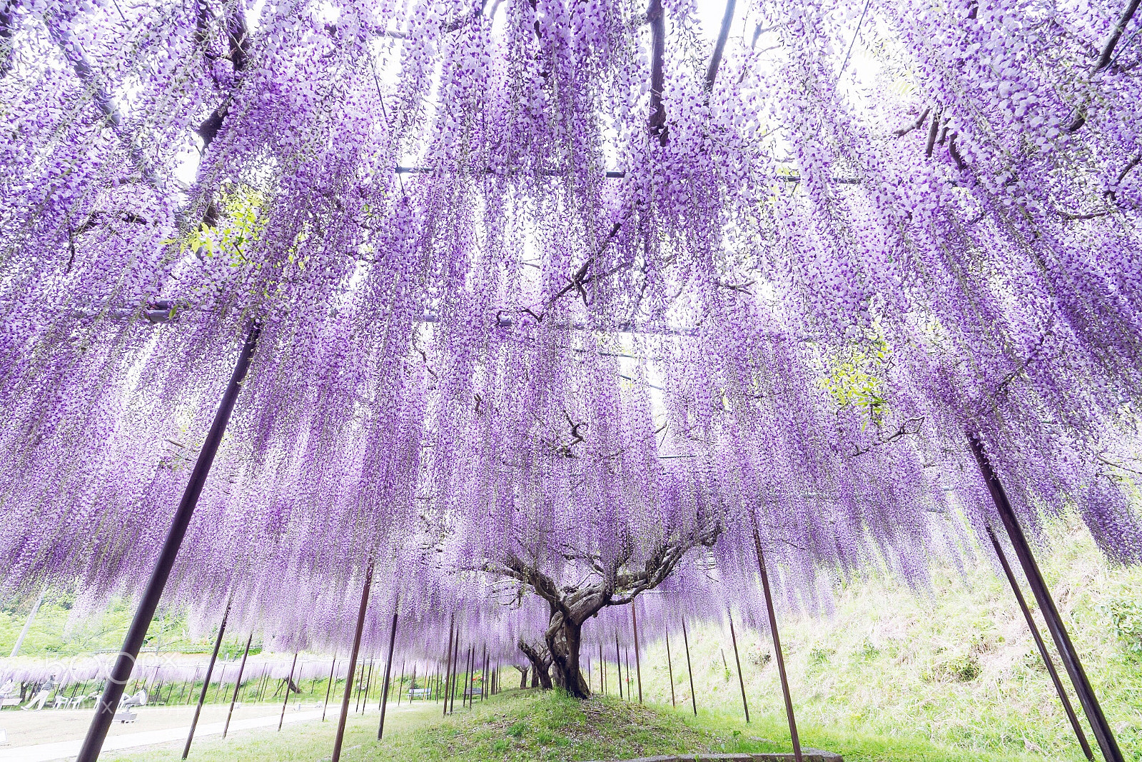 Sony a7 II sample photo. Wisteria 

hyogo
japan photography