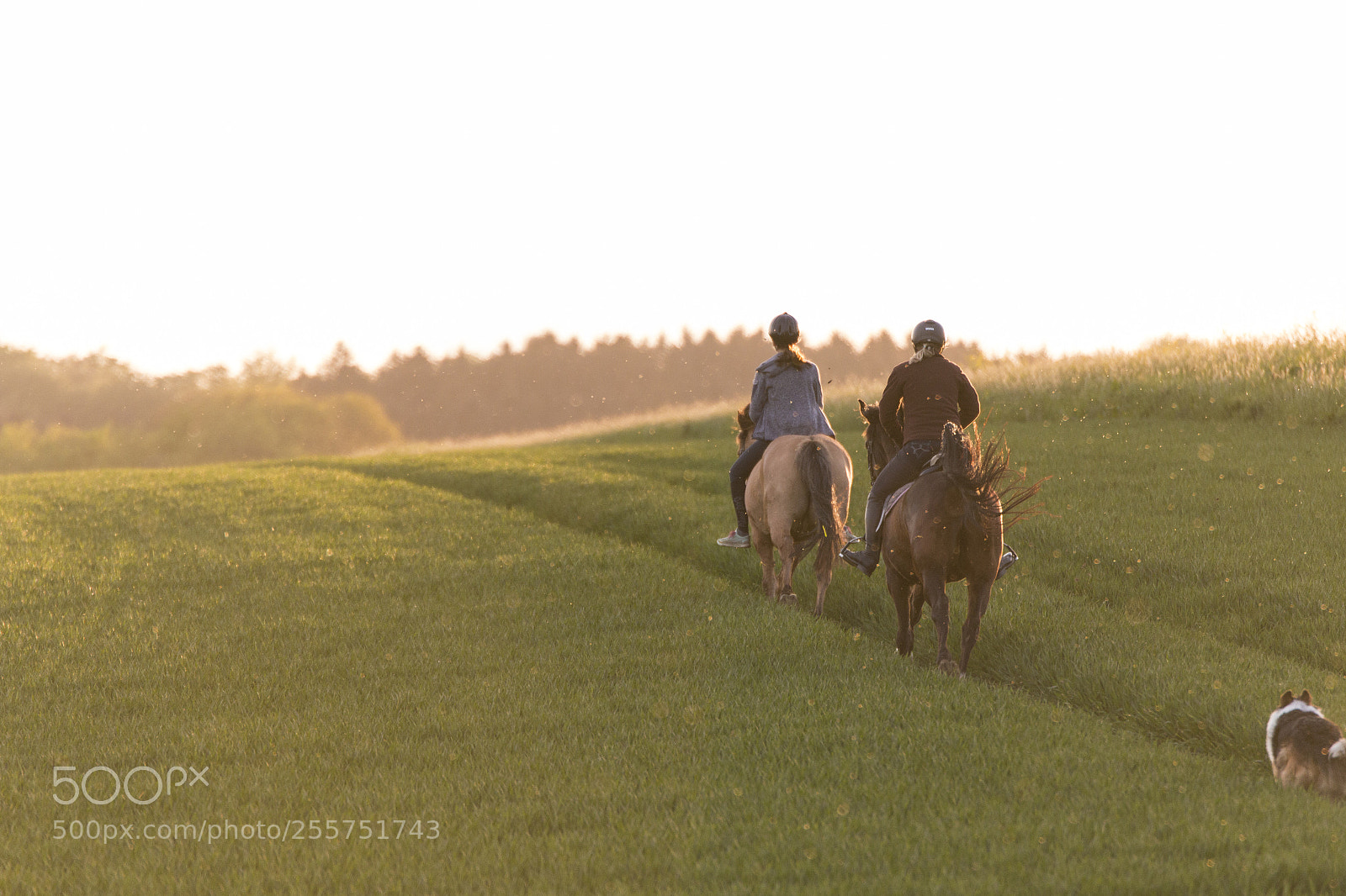 Canon EOS 70D sample photo. Sunset horse ride photography