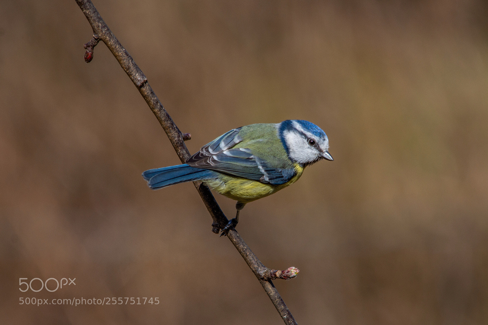 Nikon D7200 sample photo. Blue tit photography