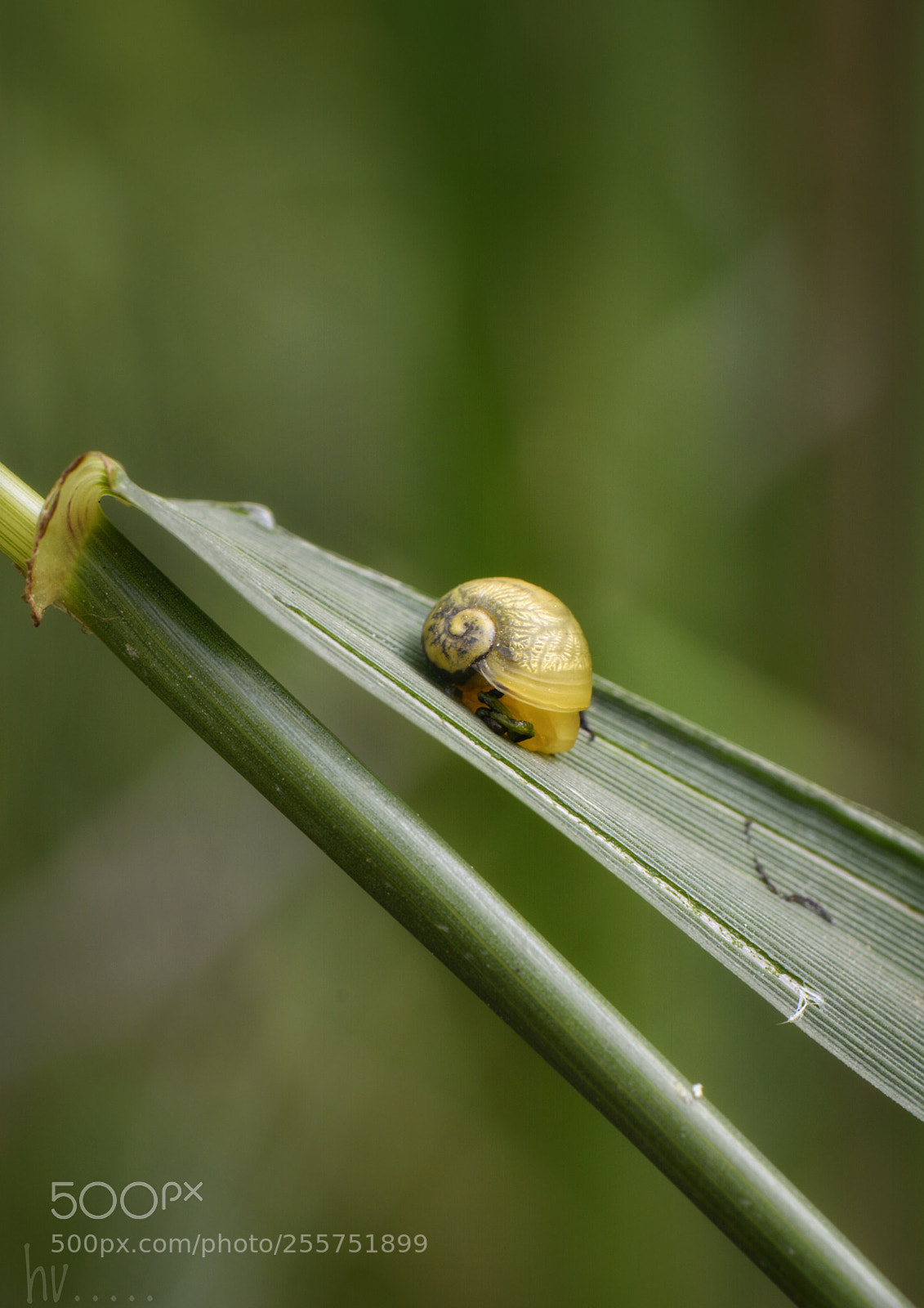 Nikon D7100 sample photo. Snail photography