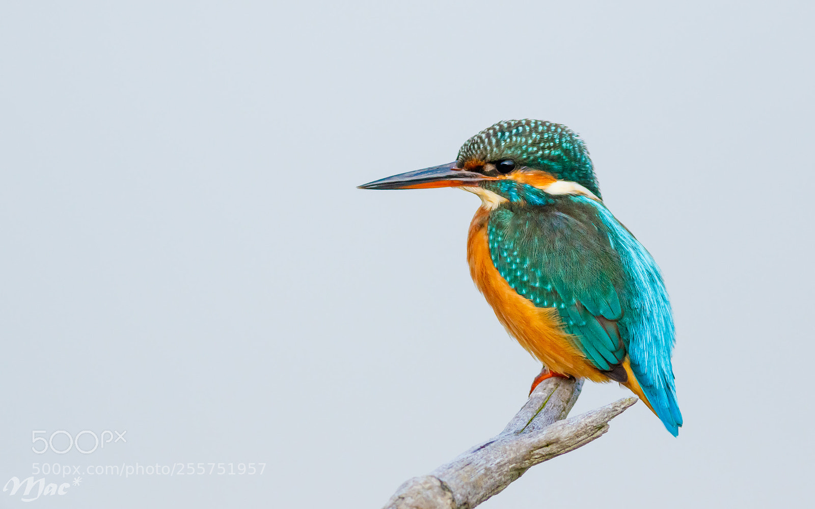 Canon EOS 7D Mark II sample photo. Kingfisher photography