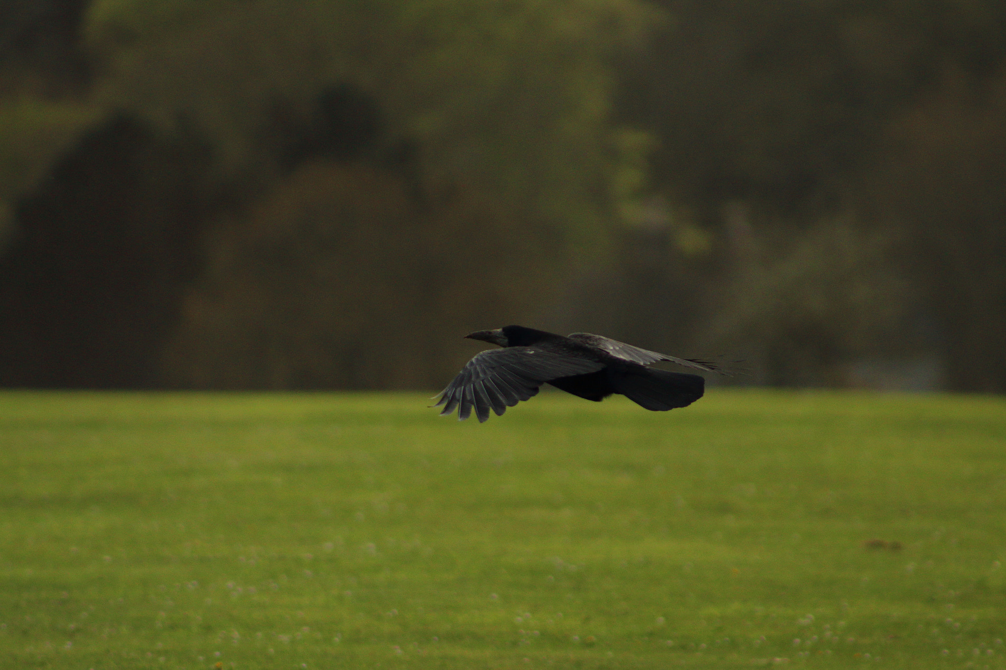 Canon EF 75-300mm f/4-5.6 sample photo. Black bird flying photography