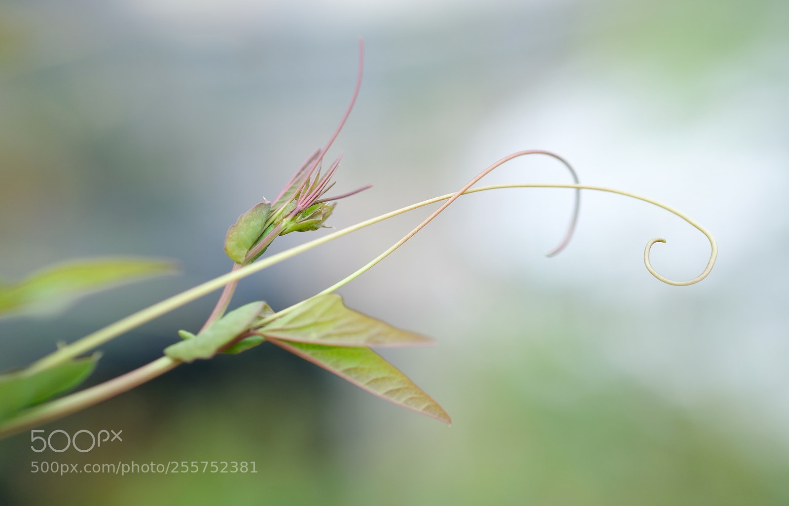Fujifilm X-T2 sample photo. Macro photography