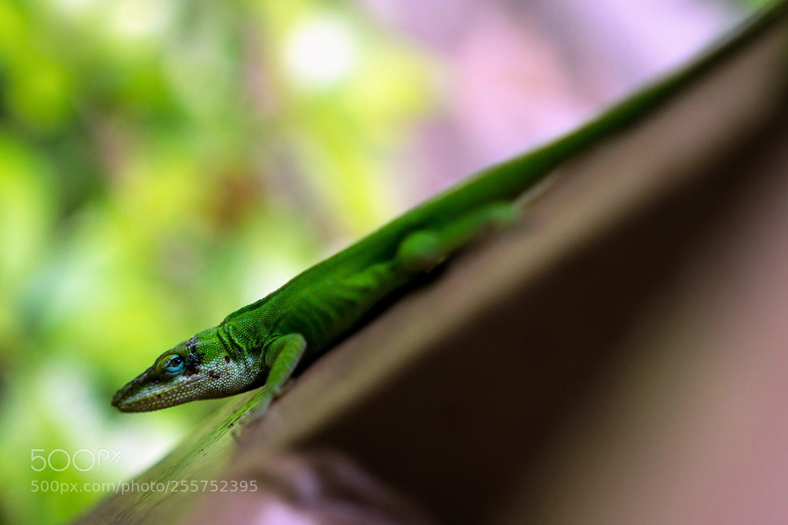 Canon EOS 600D (Rebel EOS T3i / EOS Kiss X5) sample photo. Lizard photography
