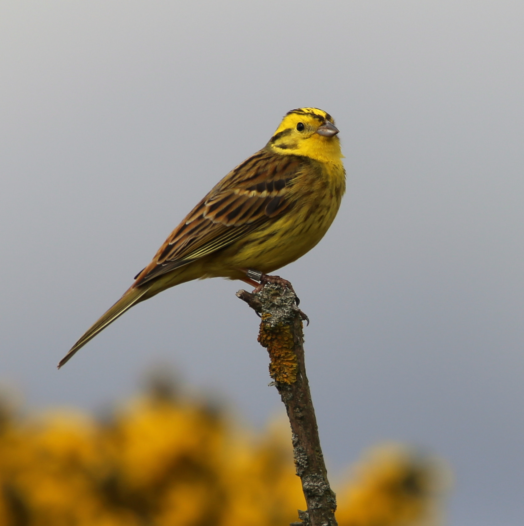Canon EF 70-200mm F4L IS USM sample photo. Yellowhammer photography