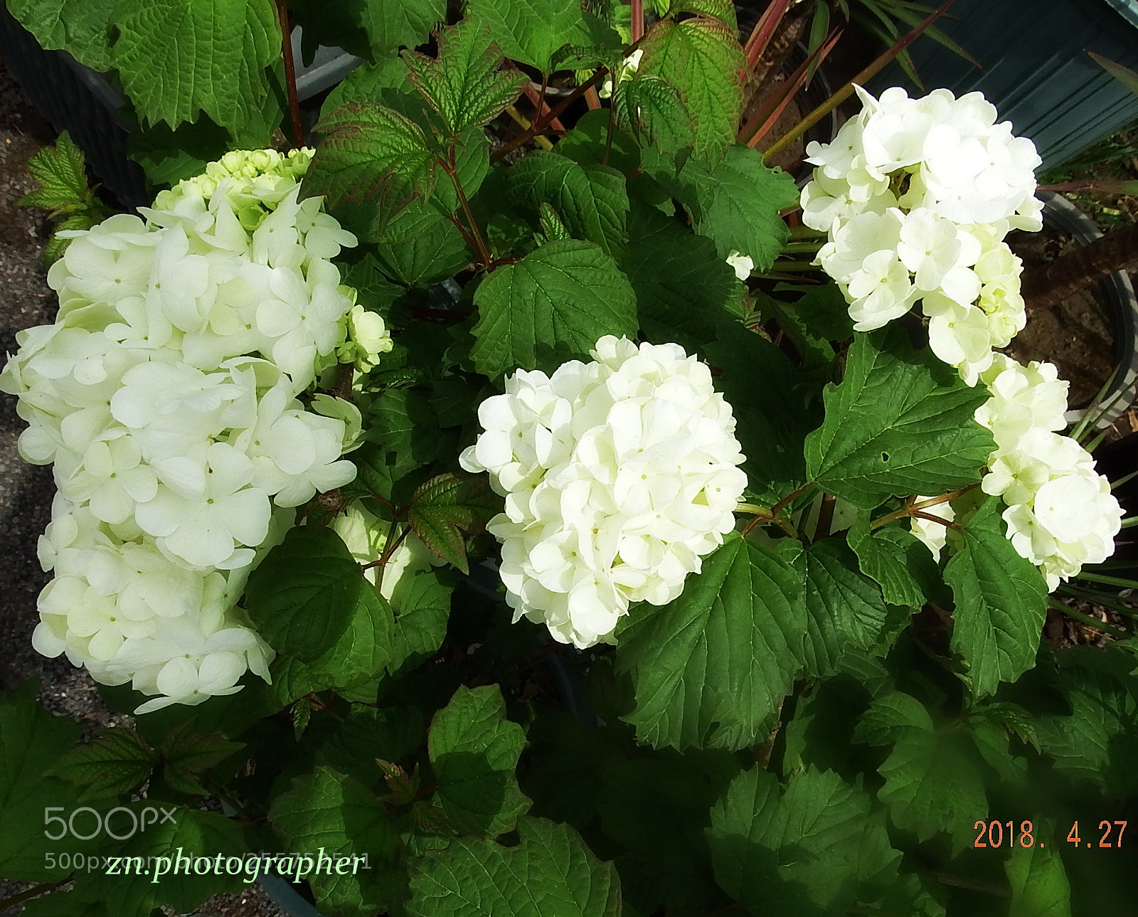 Fujifilm FinePix S1 sample photo. Dscf6607hh.jpg photography