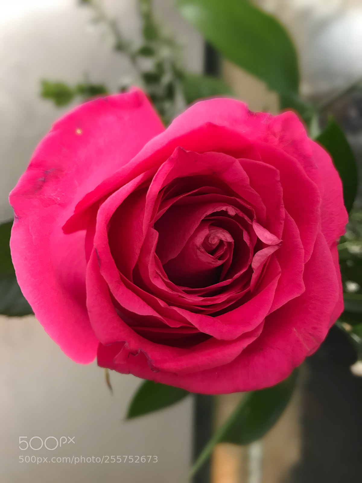 Apple iPhone 7 Plus sample photo. Untitled photography