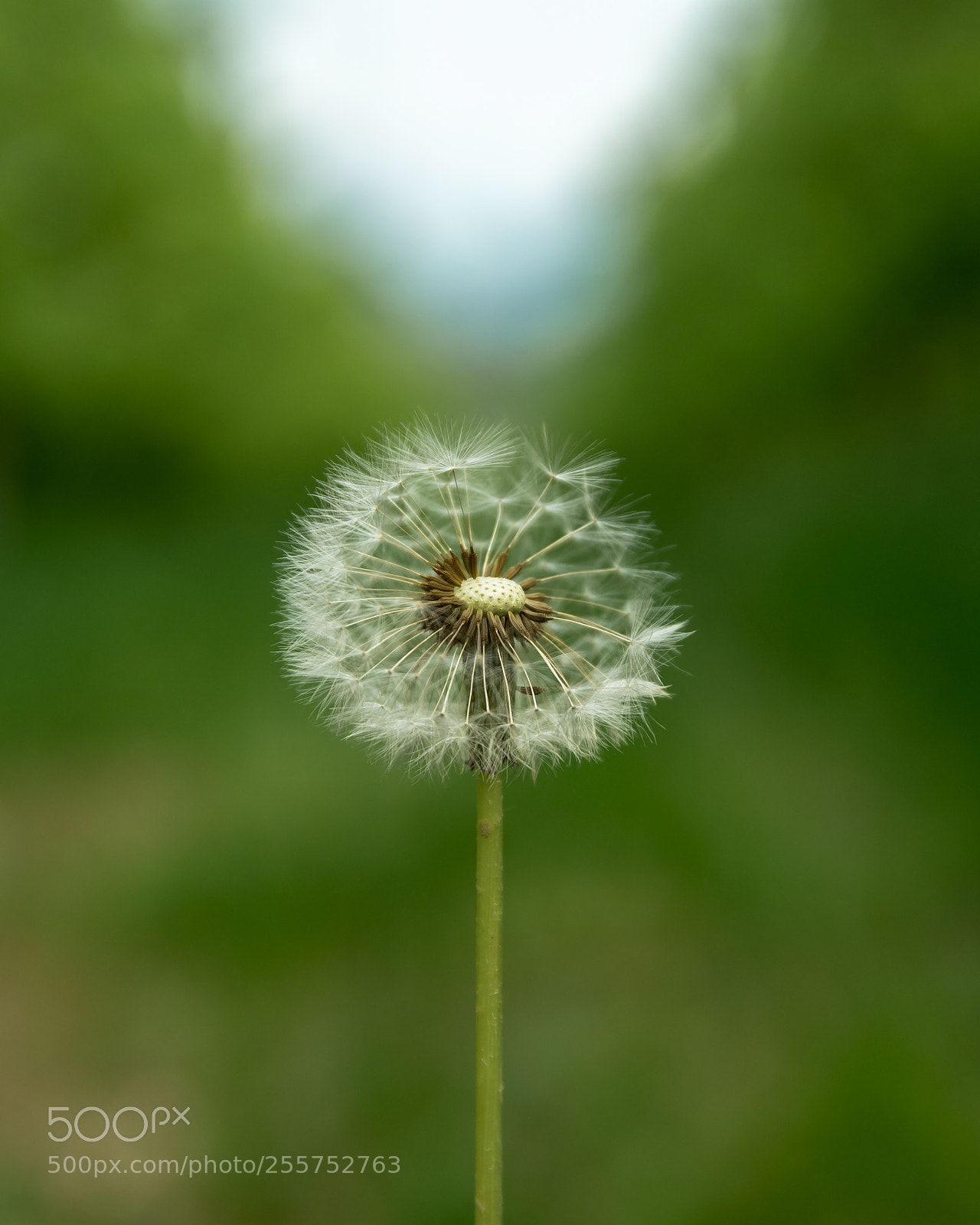 Pentax K-50 sample photo. Hang in there buddy........ photography