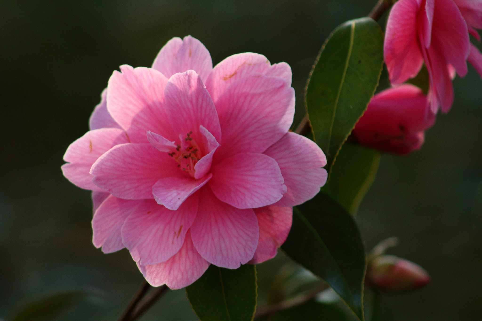 Canon EF 75-300mm f/4-5.6 sample photo. Full bloom photography
