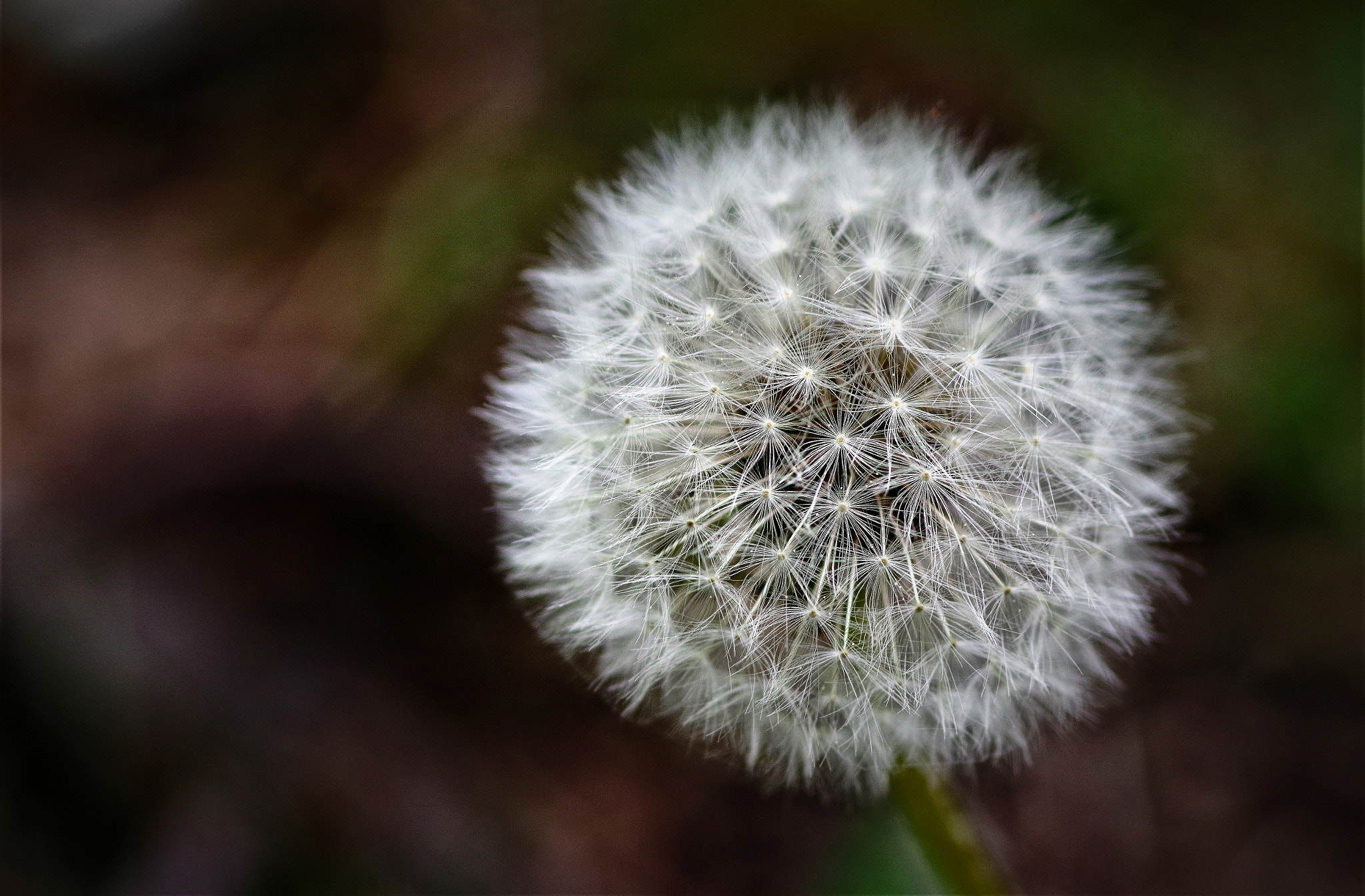 Pentax smc D-FA 100mm F2.8 Macro WR sample photo. White sun photography