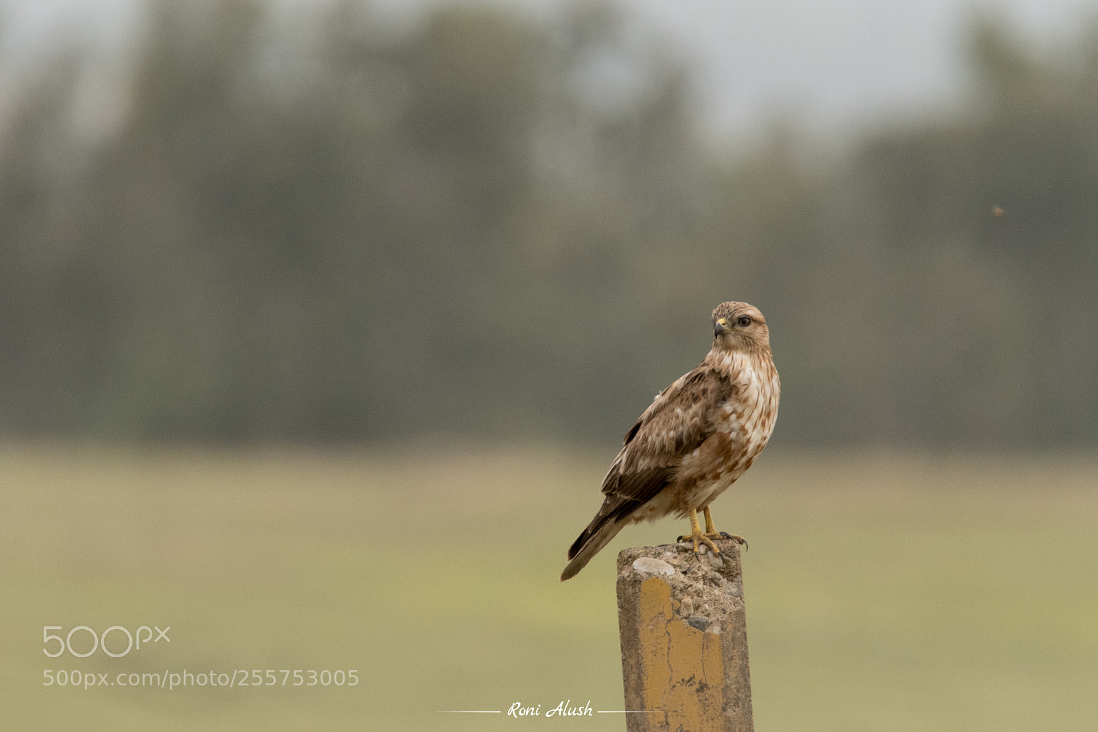 Nikon D500 sample photo. Steppe buzzard photography