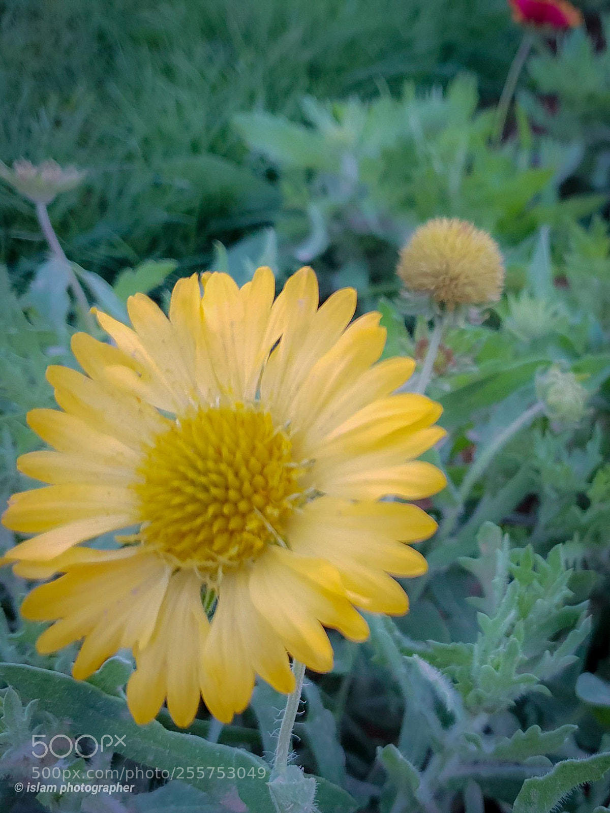 Samsung Galaxy S9+ sample photo. Yellow yellow photography