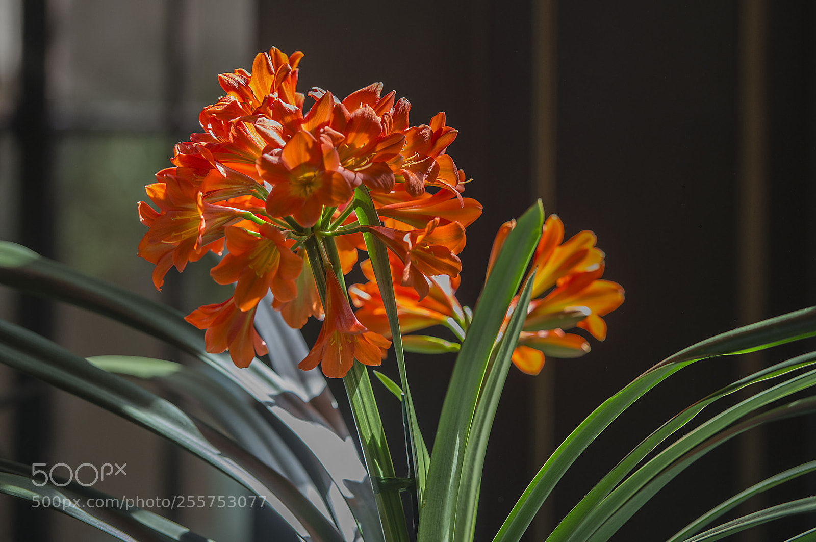 Nikon D800 sample photo. Flowers photography