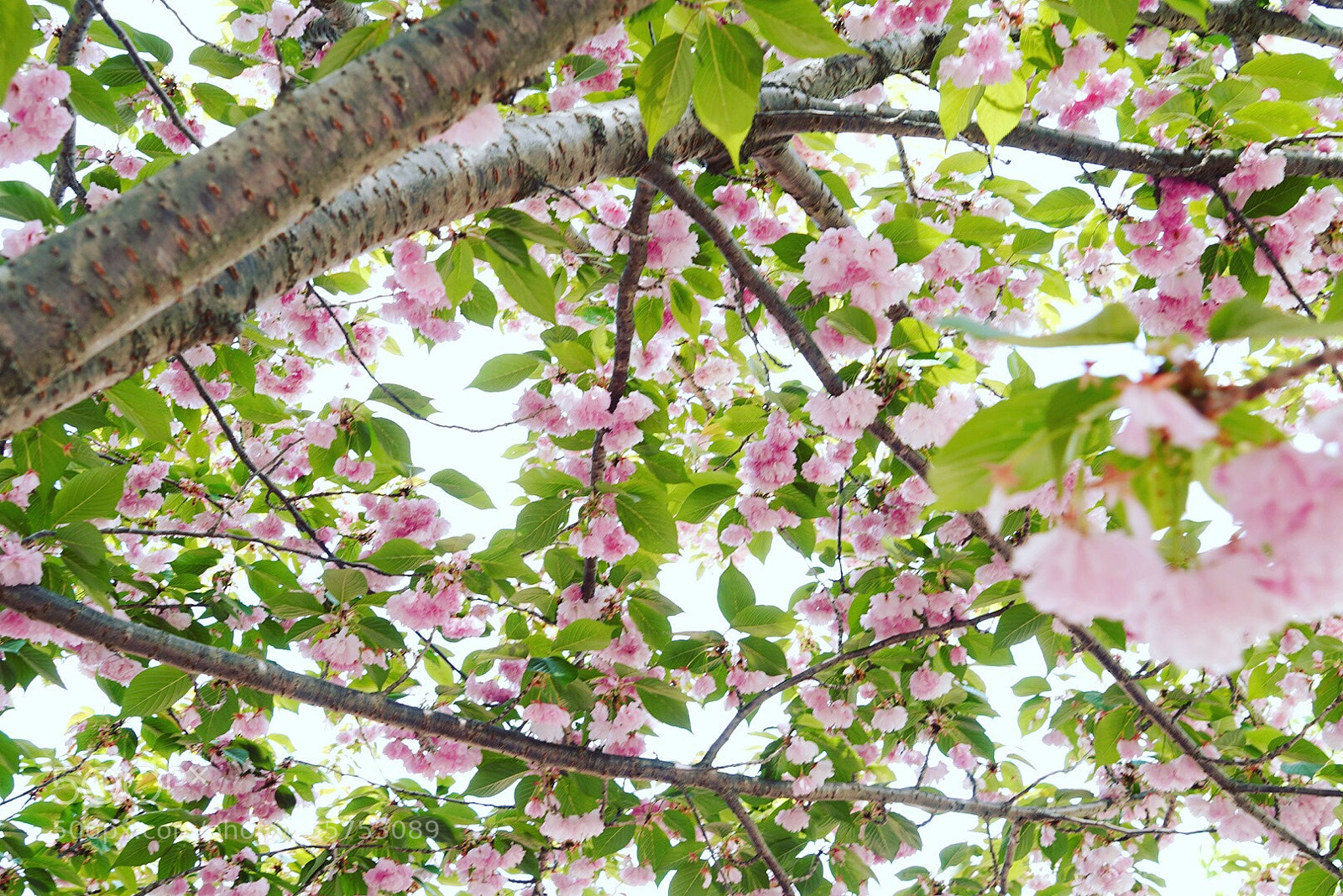 Sony a9 sample photo. Cherry blossoms photography