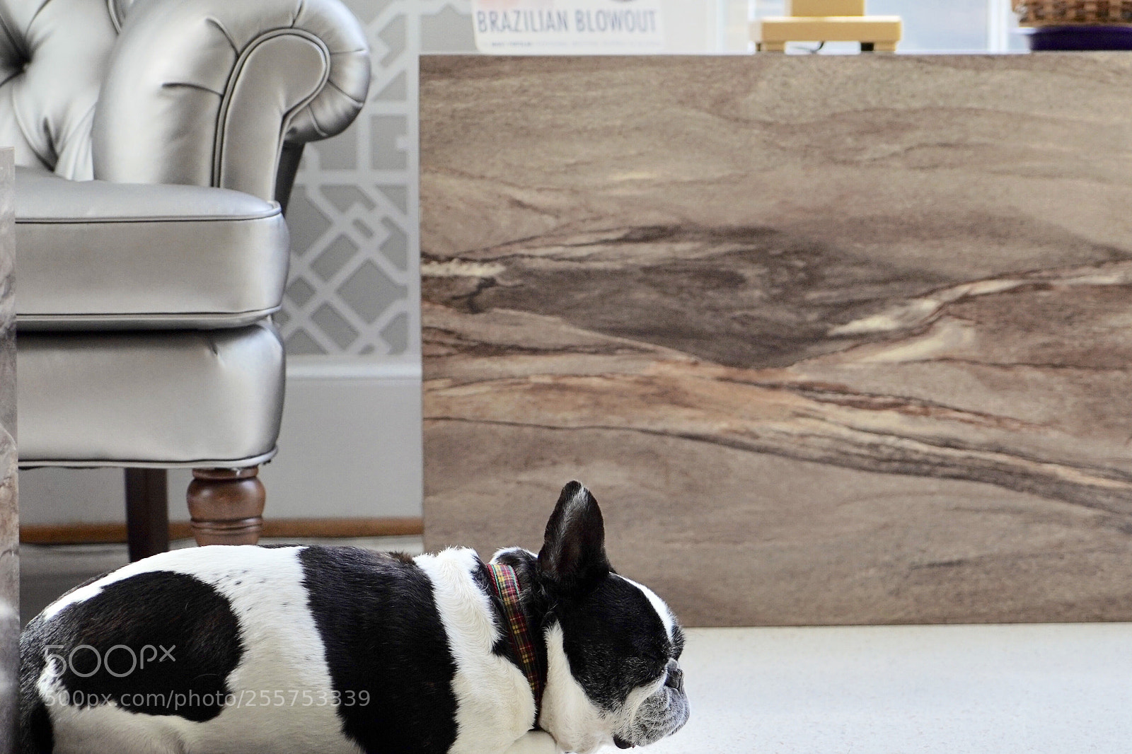 Sony a9 sample photo. Dog perspective photography