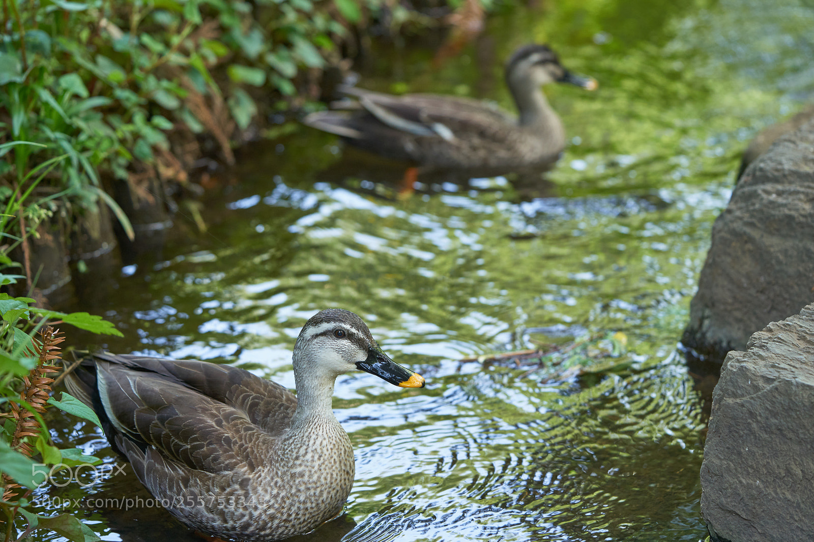 Sony a7 sample photo. Street 298 photography