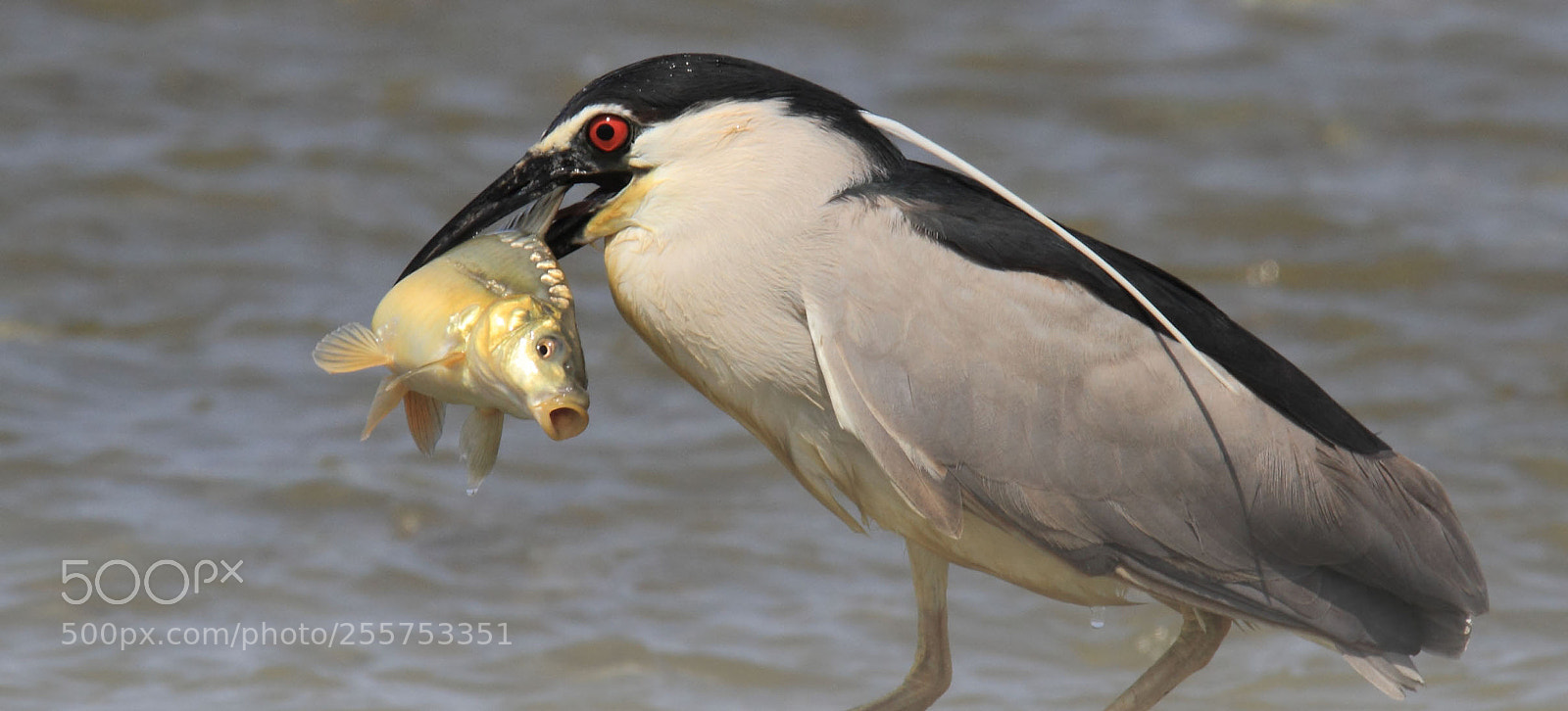 Canon EOS 7D sample photo. Nycticorax with carpio... photography