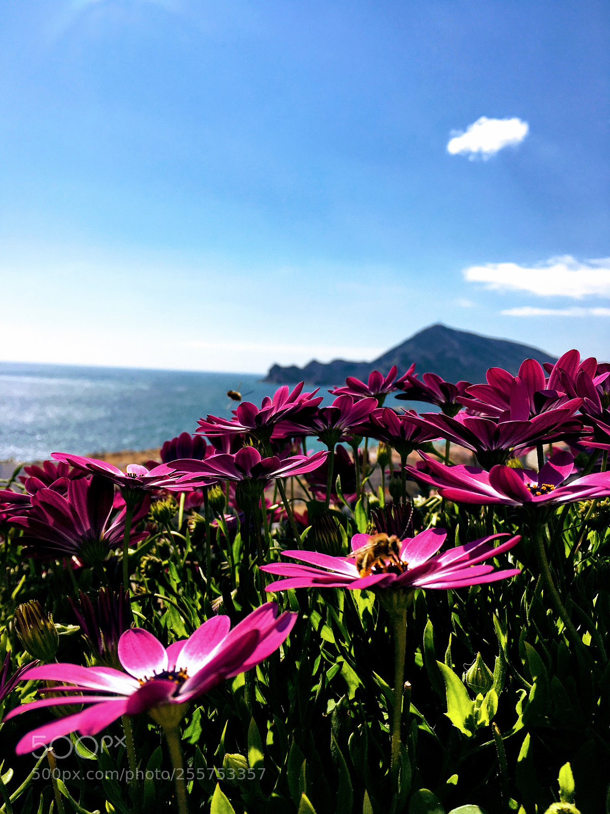 Apple iPhone 6s sample photo. Nature  photography