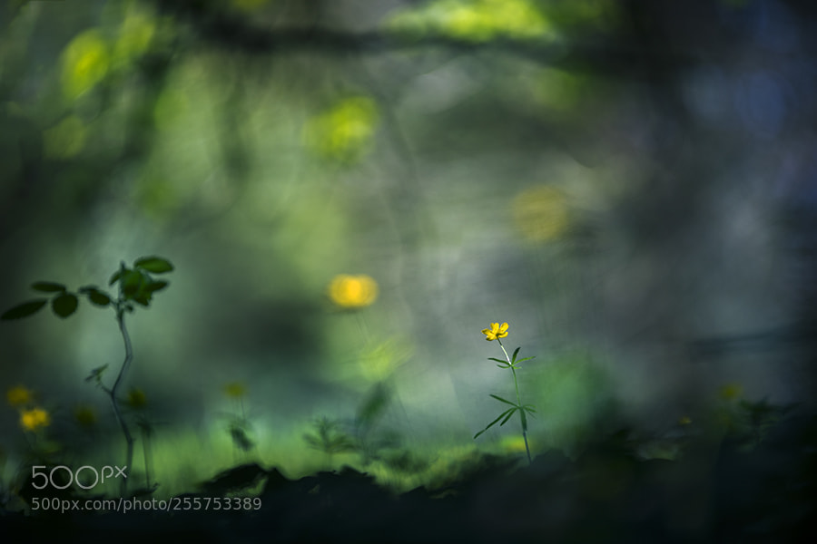 Canon EOS 5D Mark IV sample photo. Le sous bois photography