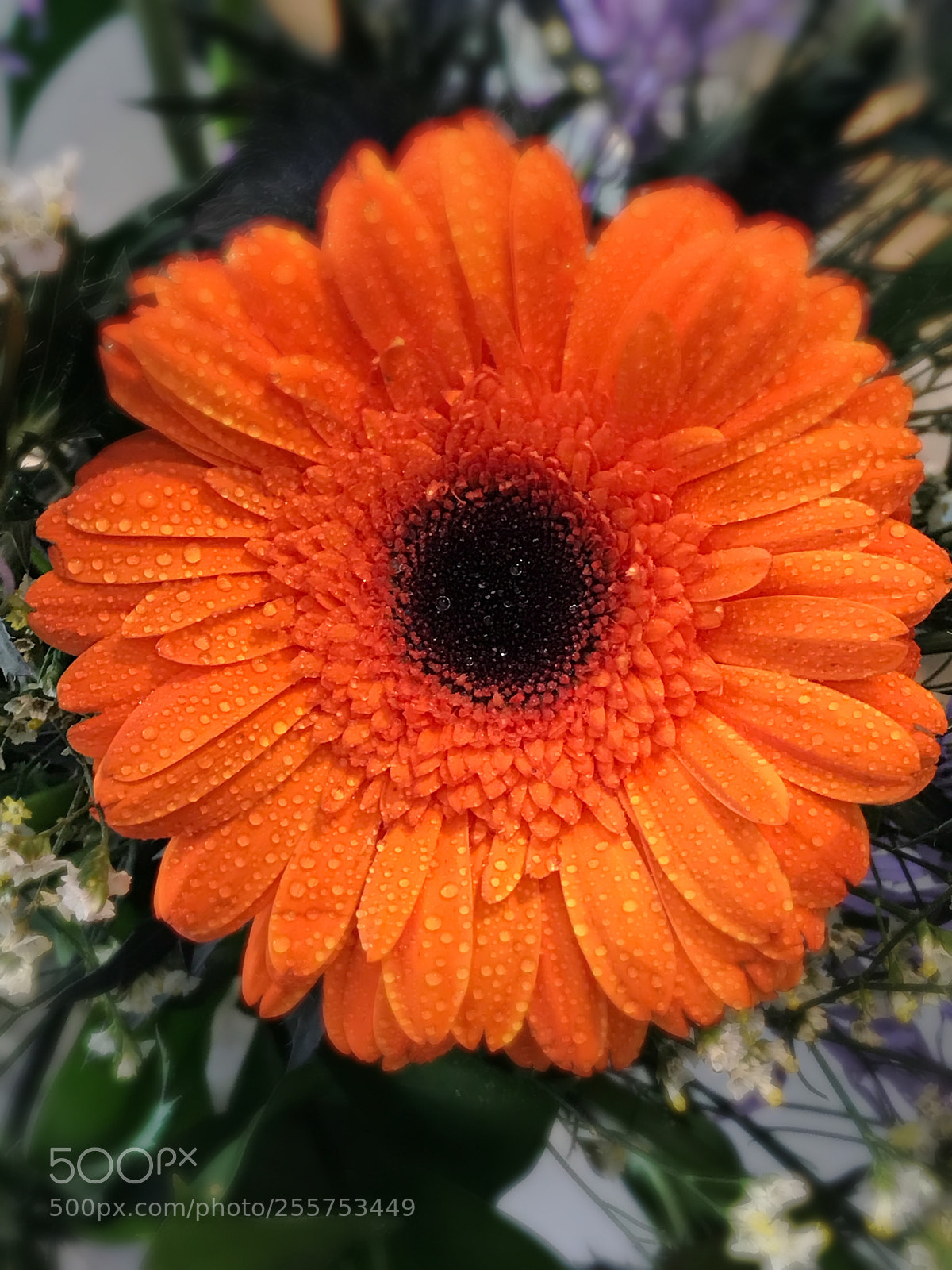 Apple iPhone 7 Plus sample photo. Untitled photography