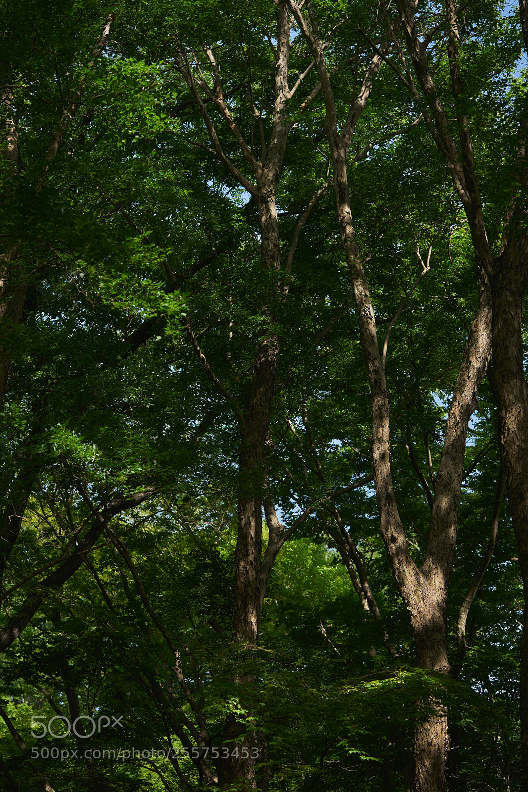 Sony a7 sample photo. Trees 127 photography