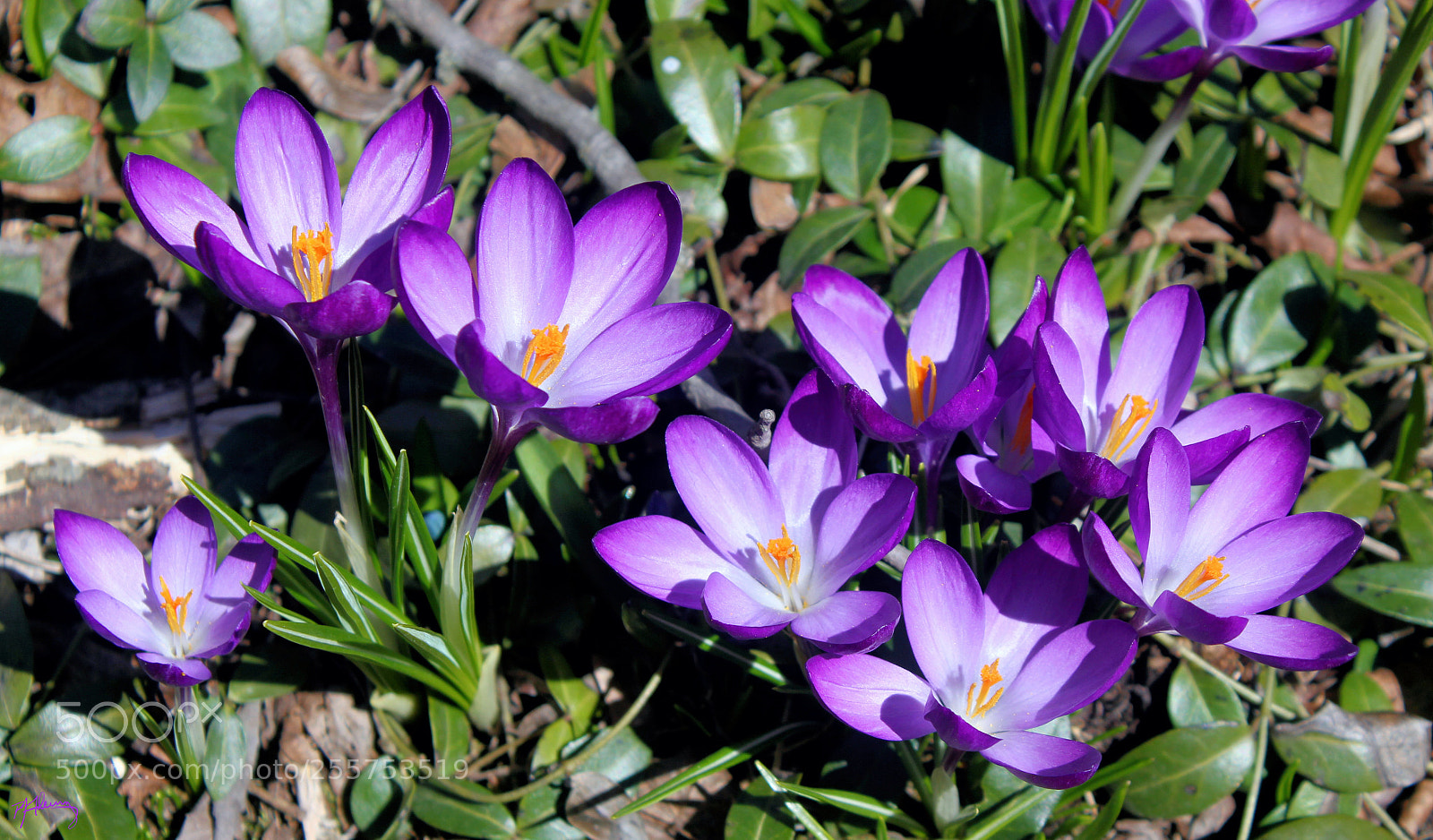 Canon EOS 550D (EOS Rebel T2i / EOS Kiss X4) sample photo. Impossible purple photography