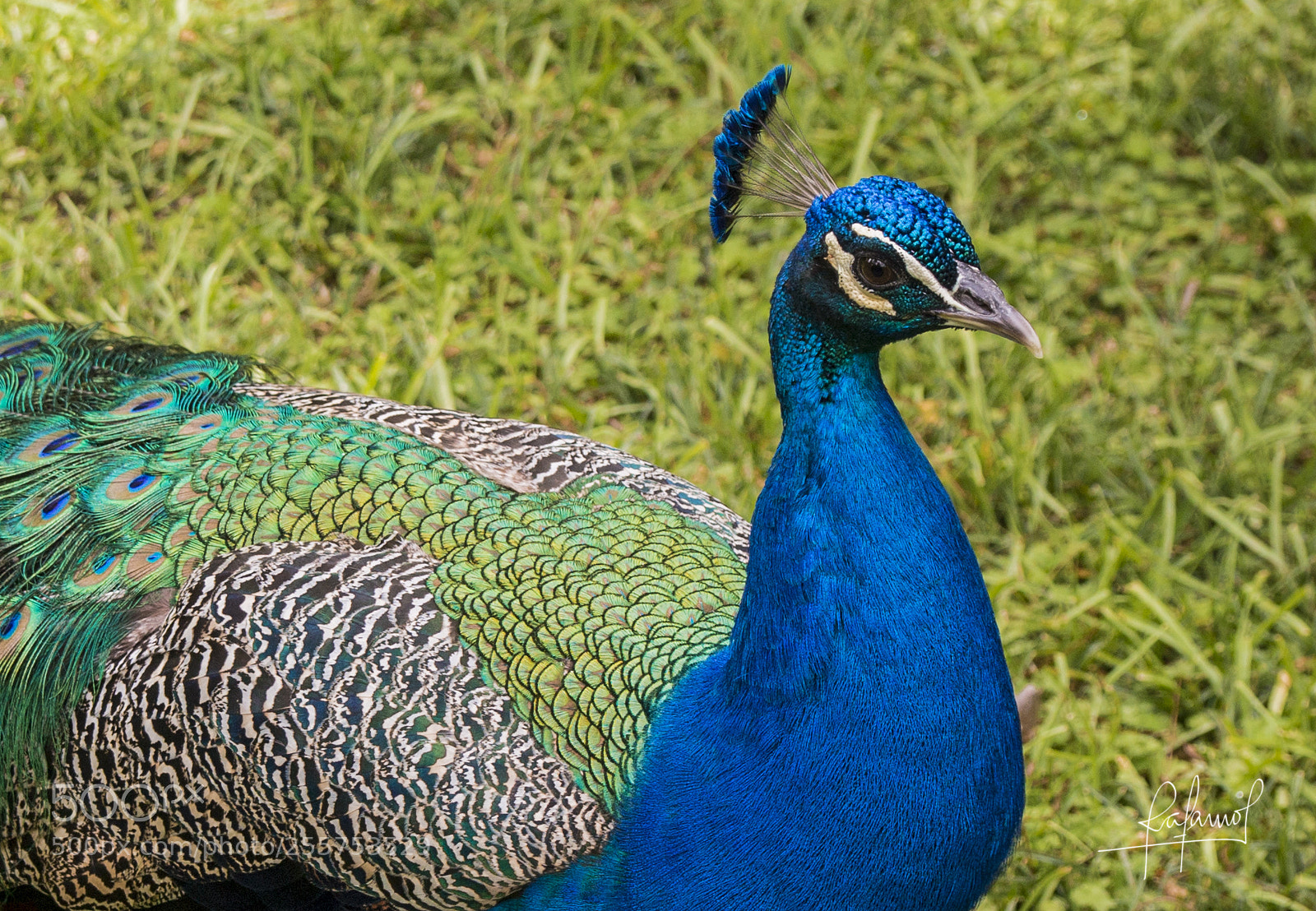 Canon EOS 70D sample photo. Pavo real. photography