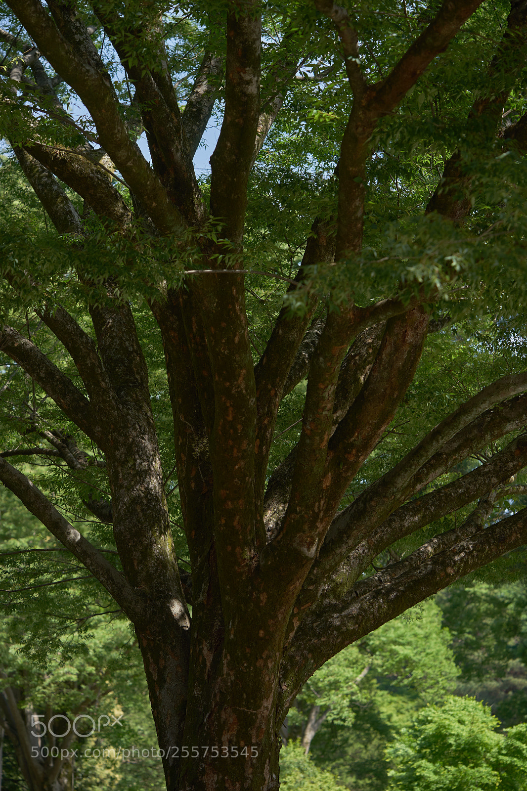 Sony a7 sample photo. Trees 128 photography