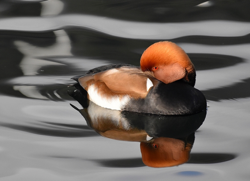 Nikon D5500 + Nikon AF-S Nikkor 200-500mm F5.6E ED VR sample photo. Nette rousse netta rufina - red-crested pochard photography