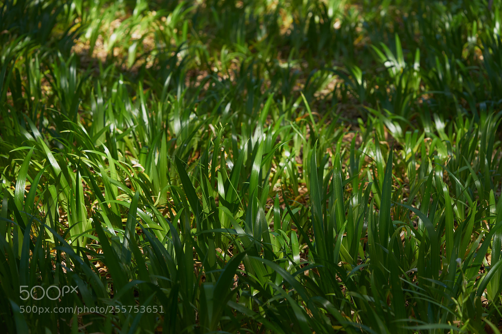 Sony a7 sample photo. Leaves 961 photography